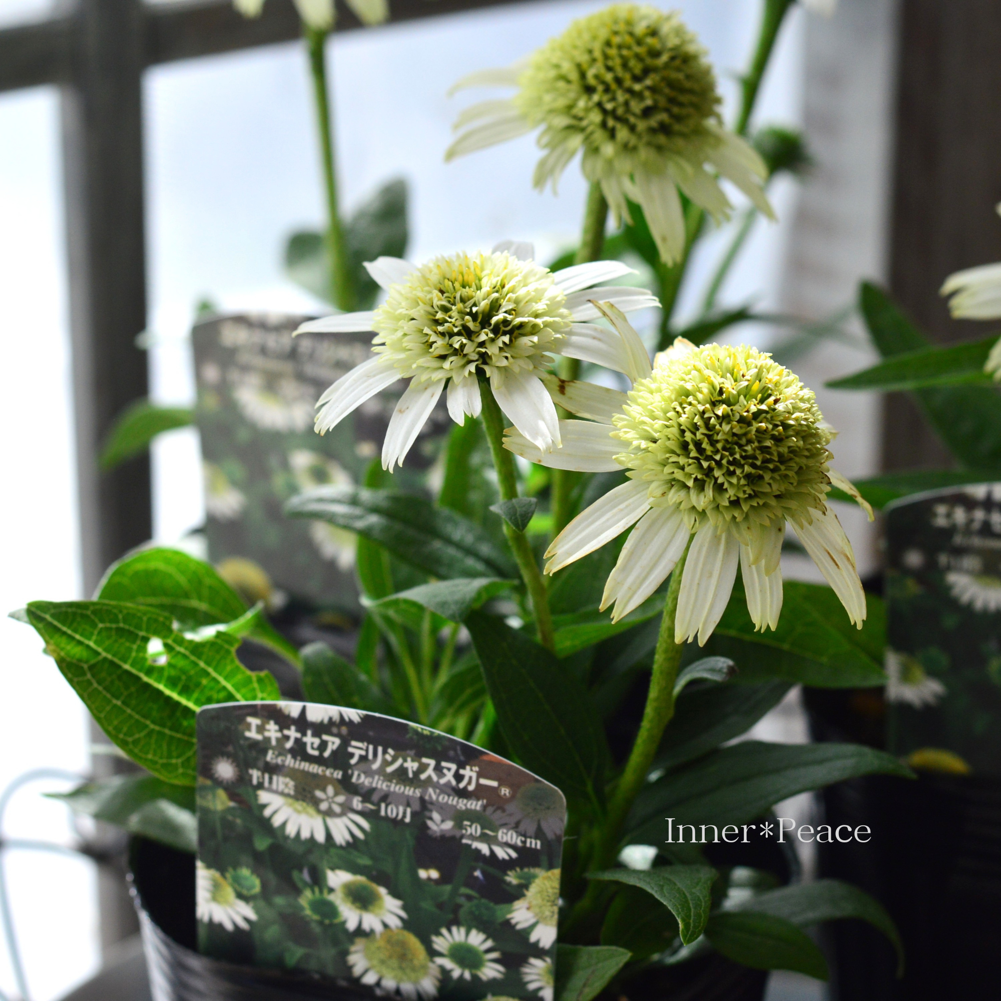 【暑さ寒さに強い】 エキナセア　『デリシャスヌガー』　　3.5寸ロングPOT