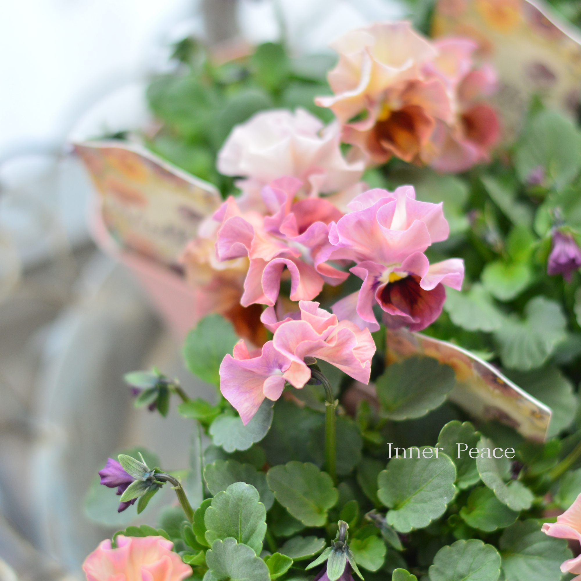 【かわいい】 ビオラ　『ビオリーナ』　　3.5寸硬質POT