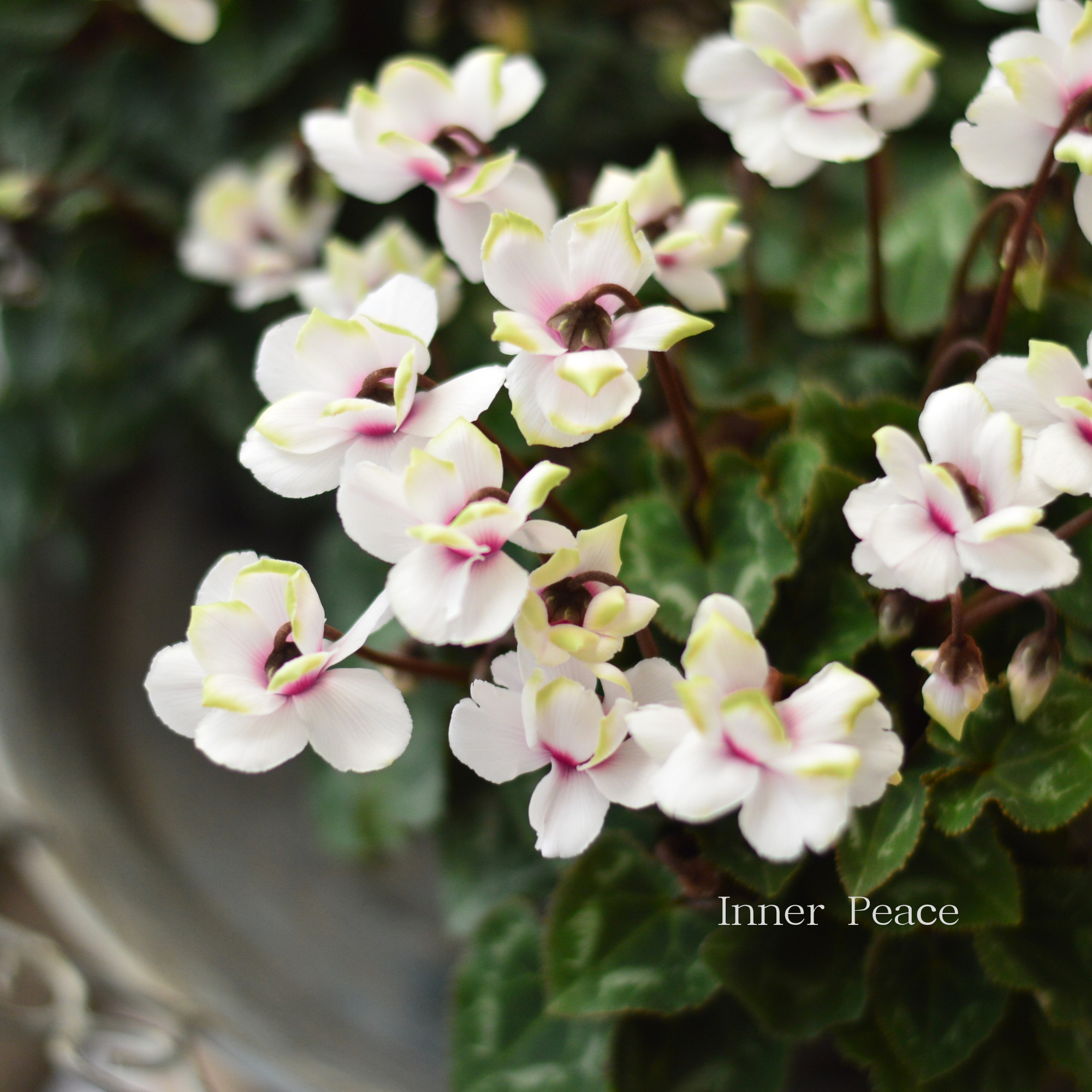 【八重咲き】 ガーデンシクラメン　『グリーンティアラ・ホワイト系』　 3寸硬質POT