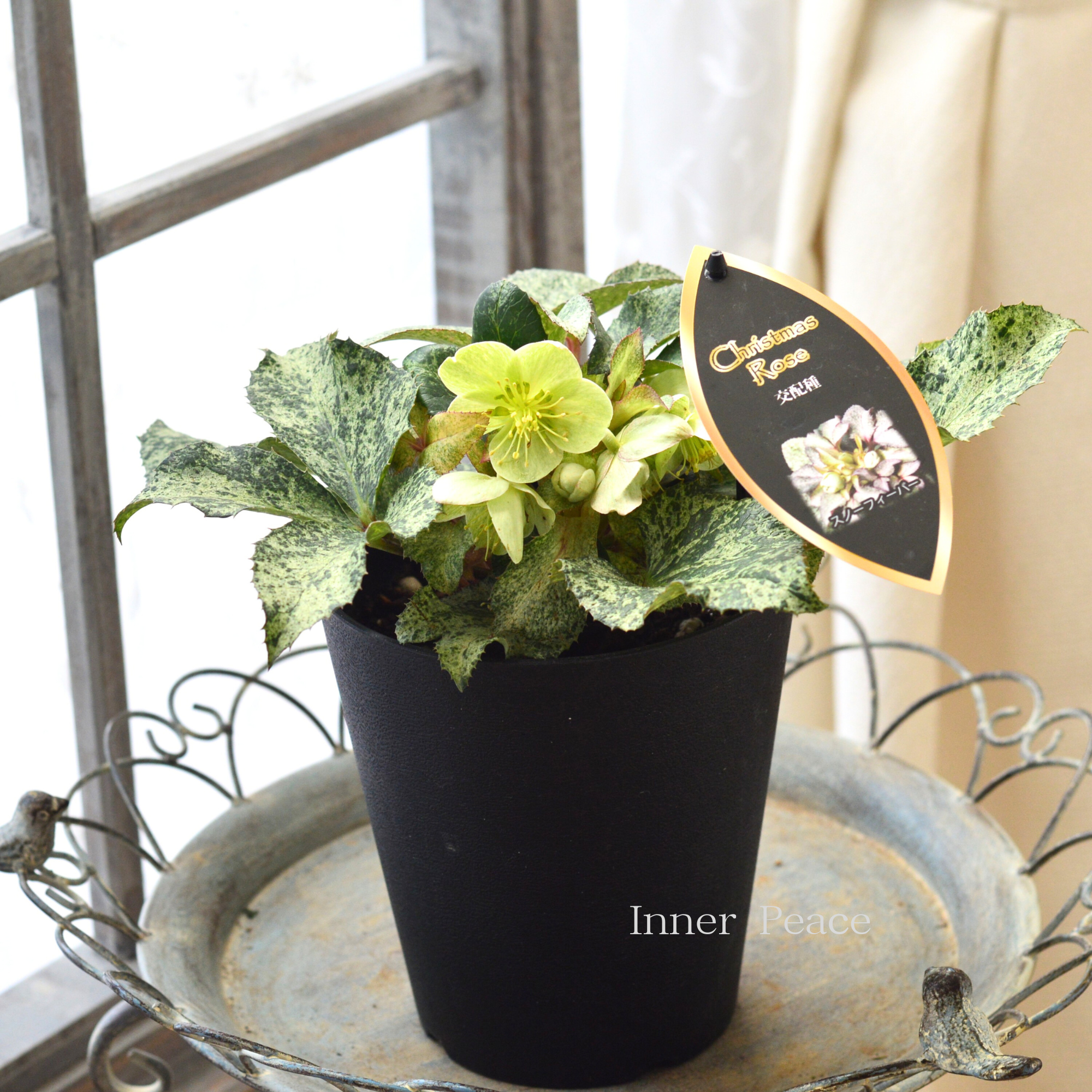 【美しい】  クリスマスローズ 『スノーフィーバー』　　５寸鉢