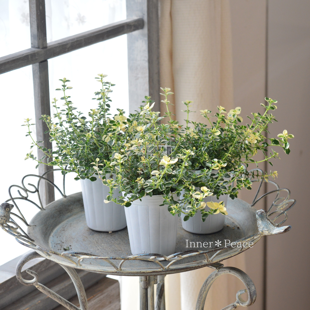 【寄せ植えに】 フォックスリータイム　2.5寸～3寸POT