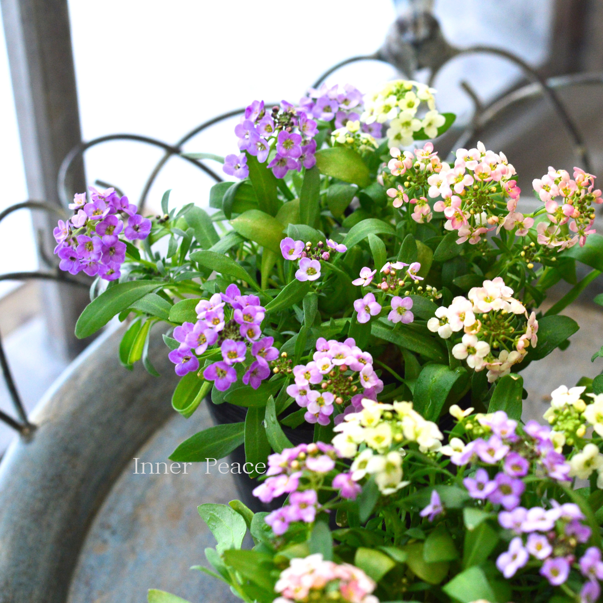 【寄せ植えに】 スイートアリッサム　『４色ミックス』　　3寸POT