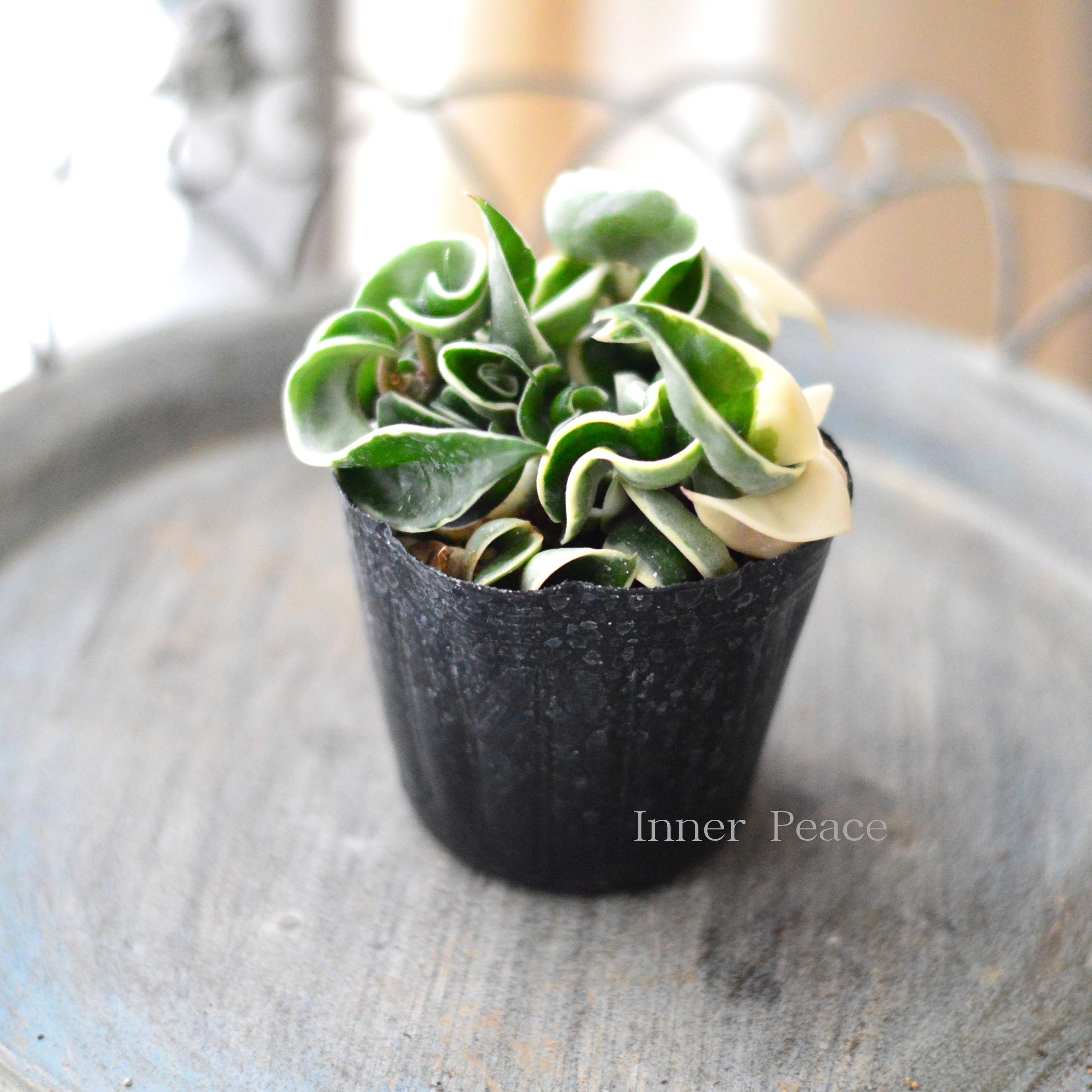 【観葉植物】　ホヤ カルノーサ　『コンパクタ』　　3寸POT