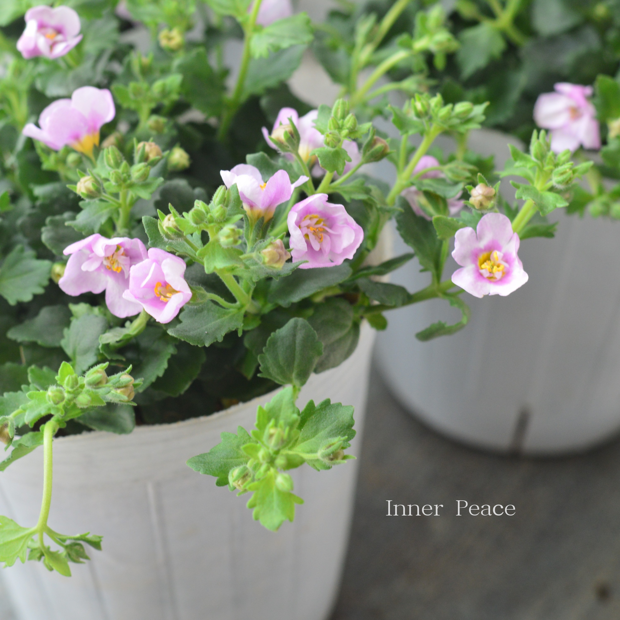 【２本植え】 バコパ  『スコピア ダブル・ピンク』　　3寸ロングPOT