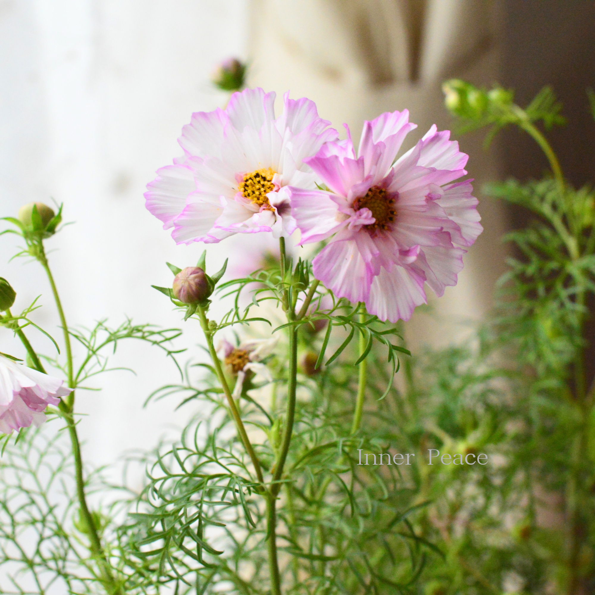 【人気】 コスモス　『ダブルクリック・バイカラーピンク』　　3寸ロングPOT