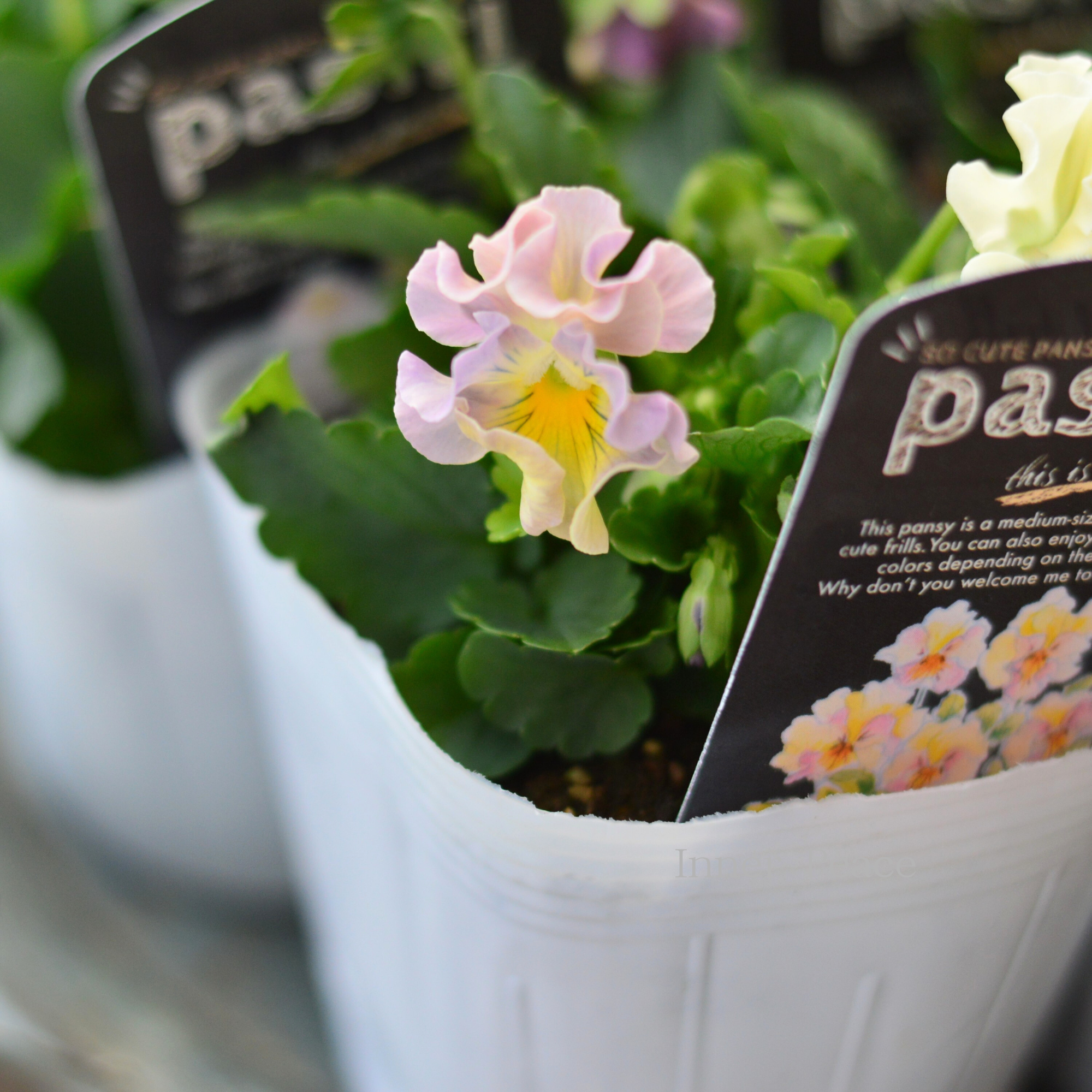 【桂楓園さんオリジナル】 パンジー　『pasfri  ～パスフリ～』   3.5寸POT