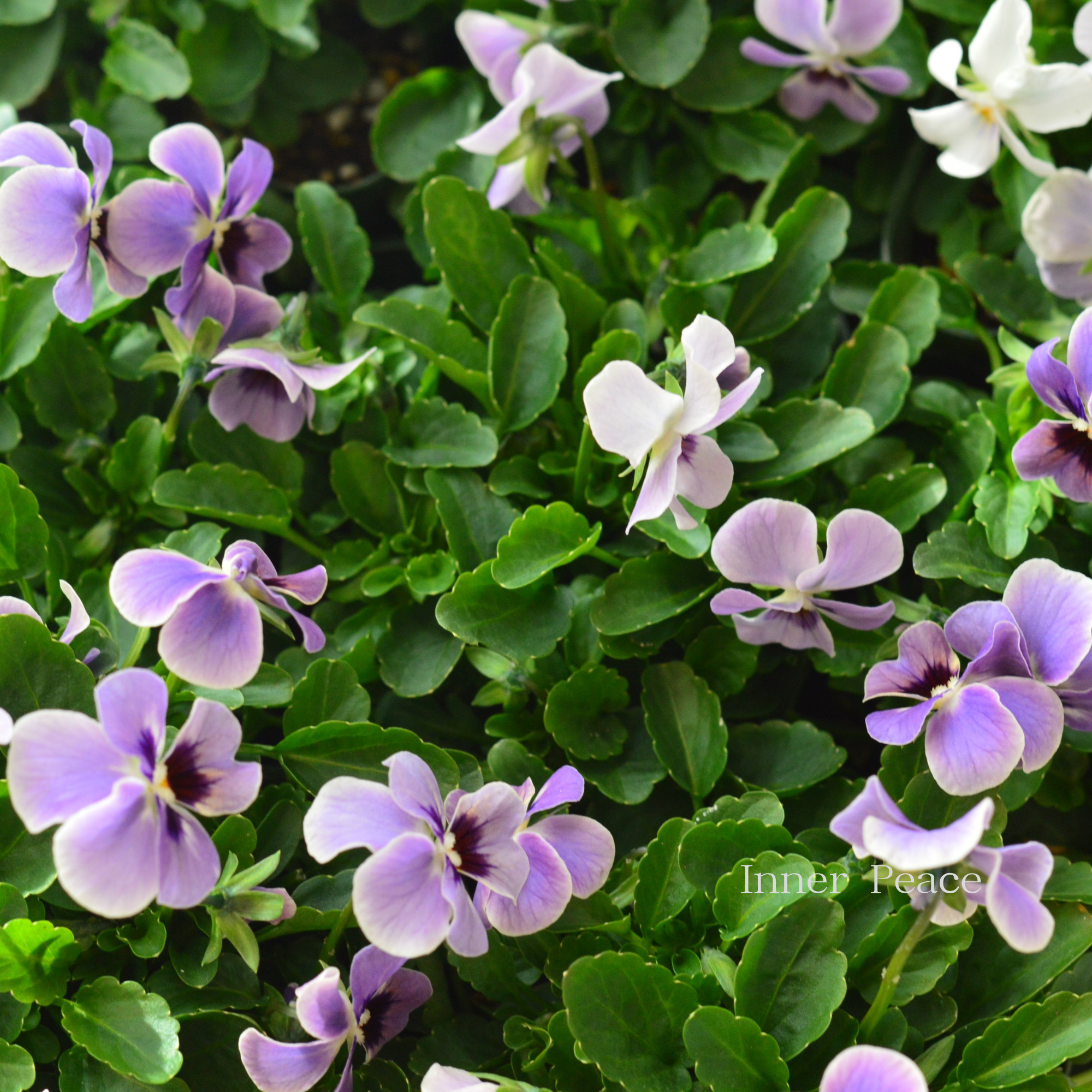 【ゲブラさん】 試験品種ビオラ　『ステラブルー』　3.5寸POT