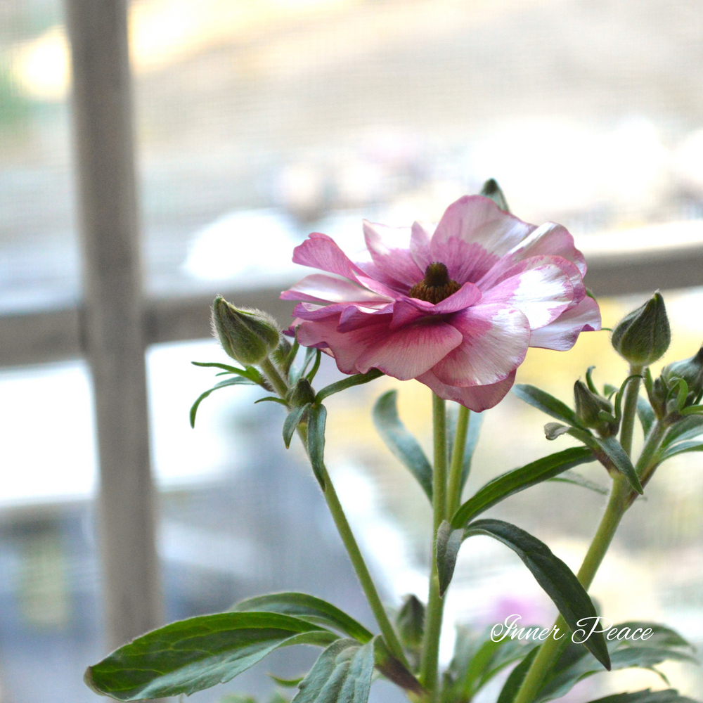 【美しい】 ラナンキュラス・ラックス 『ディオニュソス』 4寸POT