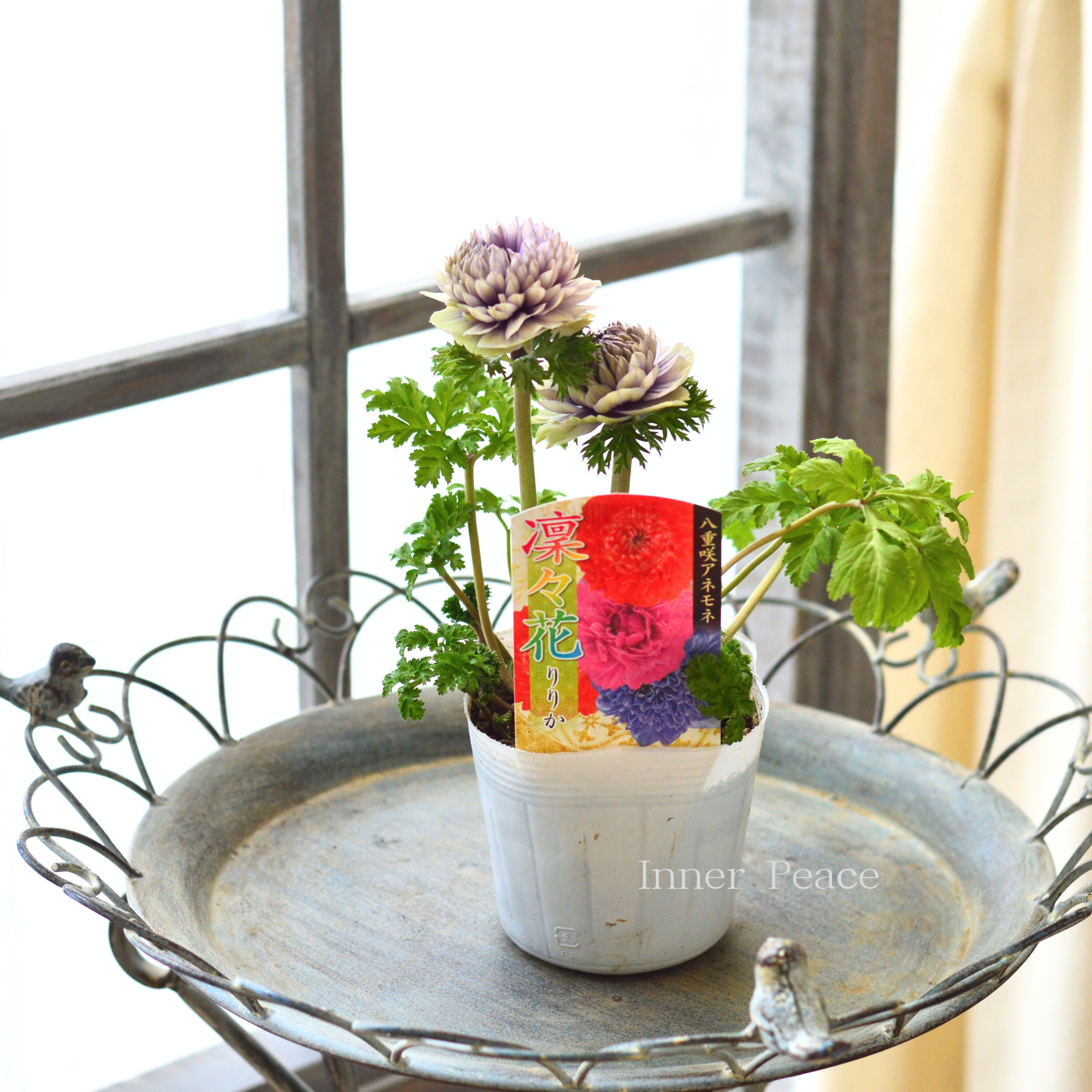 【八重咲き】 アネモネ 『凜々花・ラベンダー系』　　3.5寸POT