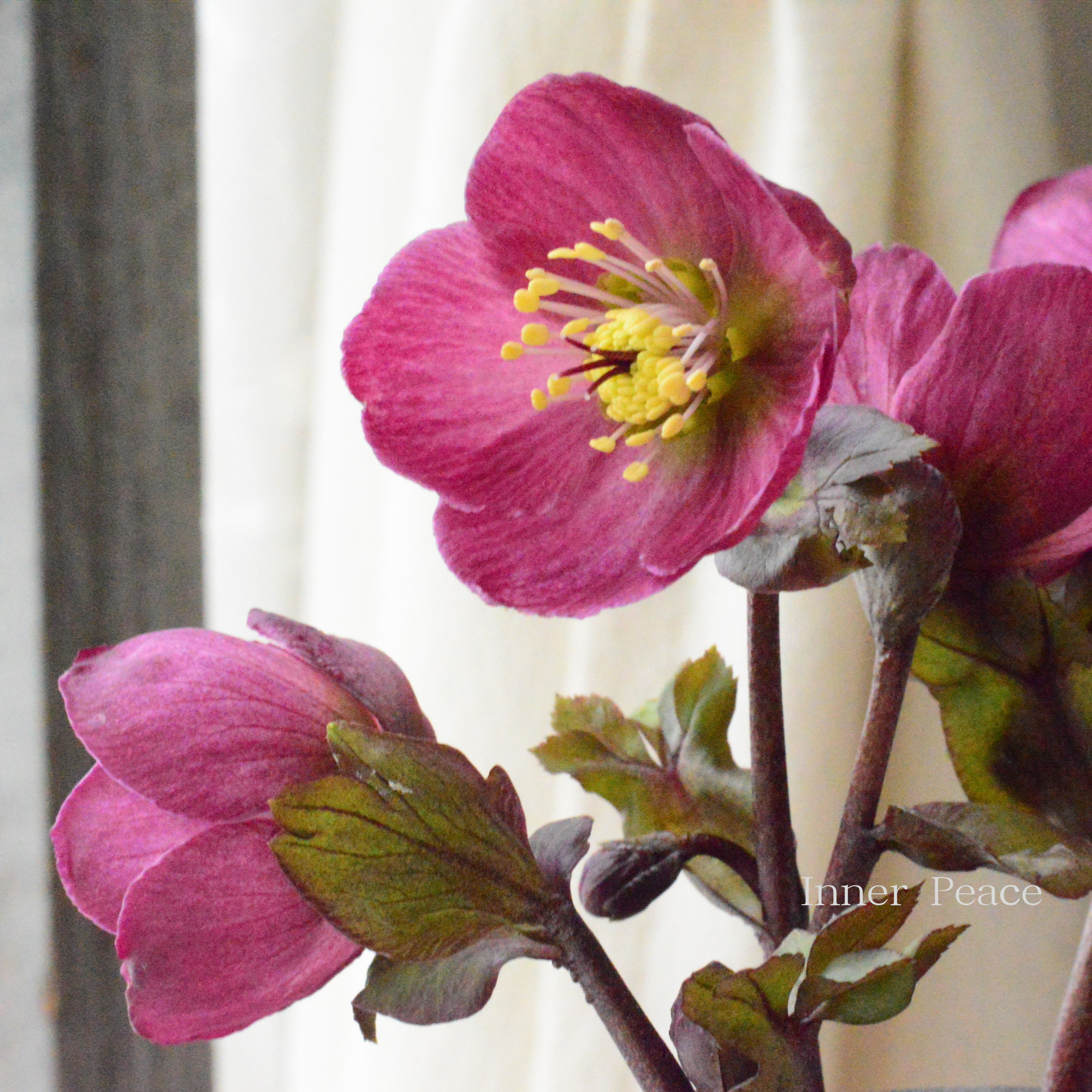 【希少】  クリスマスローズ 『バーブームシフラ』　　4寸鉢