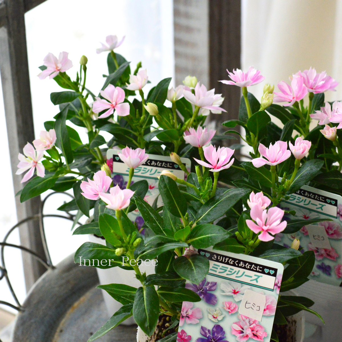 【花入10】常滑1（耳付）二代素三　高さ24.5㎝ 北島園芸さん】 ニチニチソウ 『サマーミント』 3.5寸POT