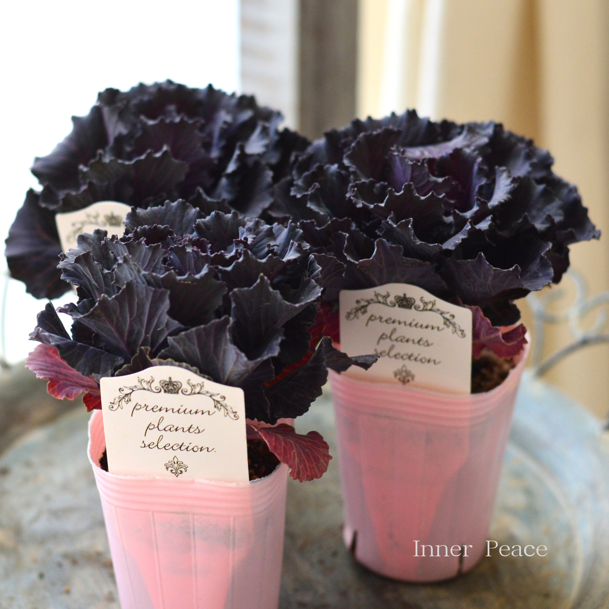 【シック】 葉牡丹　『ブラックジュエル』  2.5寸ロングPOT