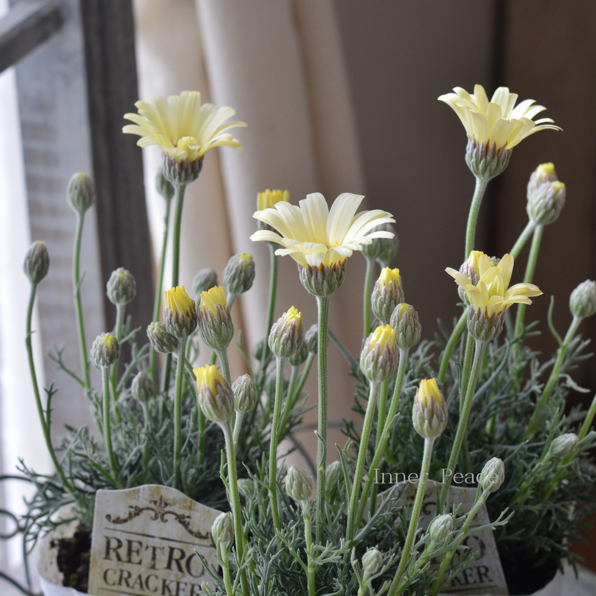 【大人かわいい】 ローダンセマム　『レトロクラッカー』 　3.5寸POT