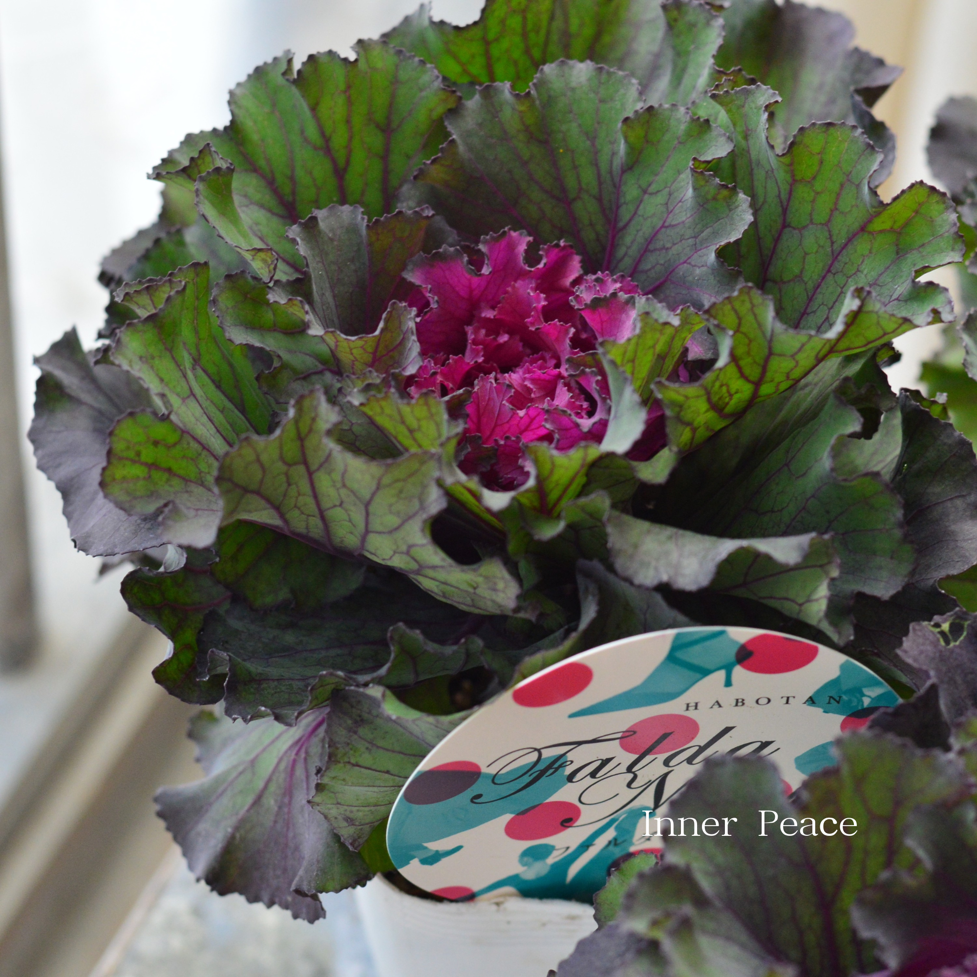 【寄せ植えに】 葉牡丹　『ファルダノエル』  3寸POT