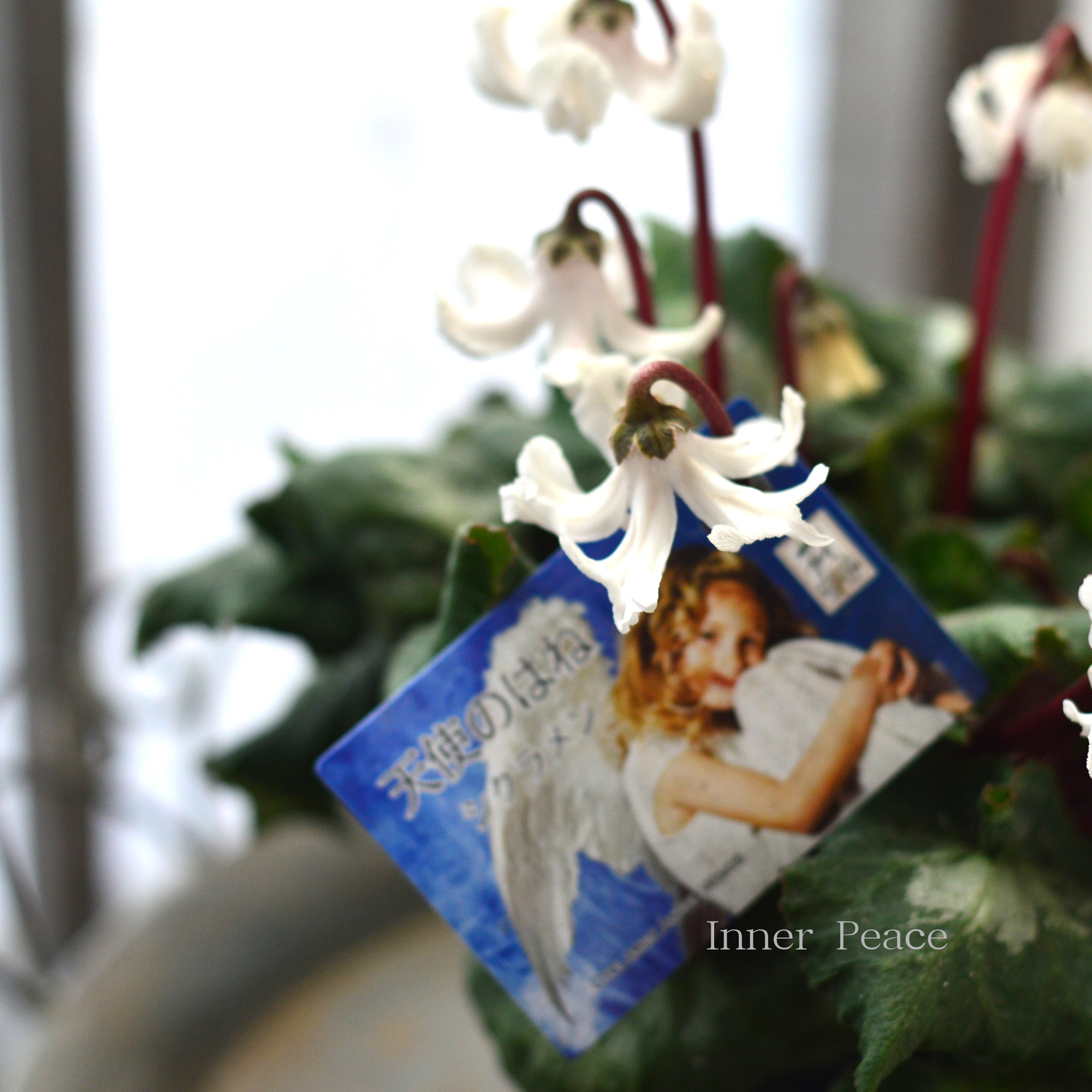 【かわいい】 シクラメン　『天使の羽・ホワイト』　 　3寸POT