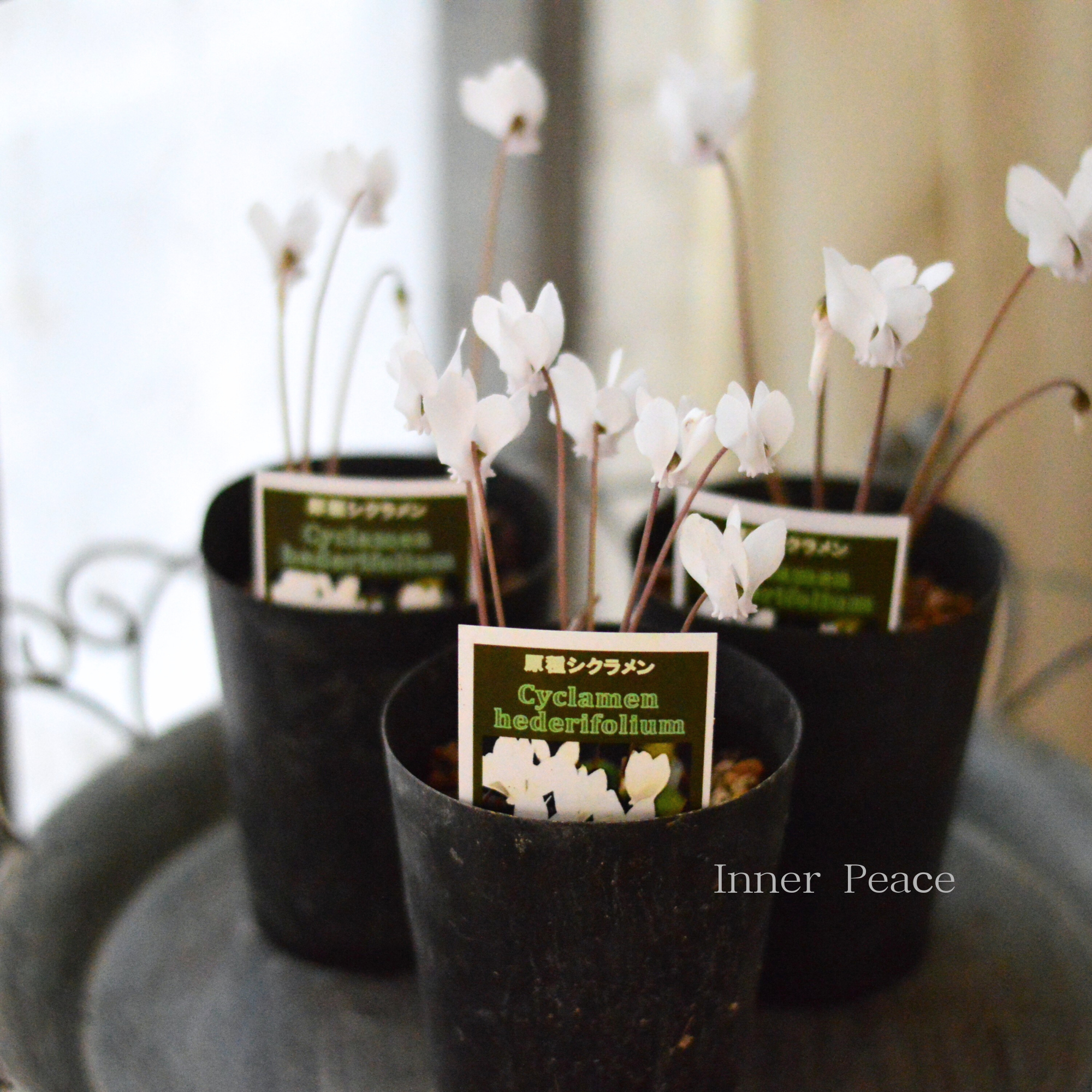 【かわいい】 原種シクラメン　『ヘデリフォリウム・ホワイト』　　3寸ロングPOT