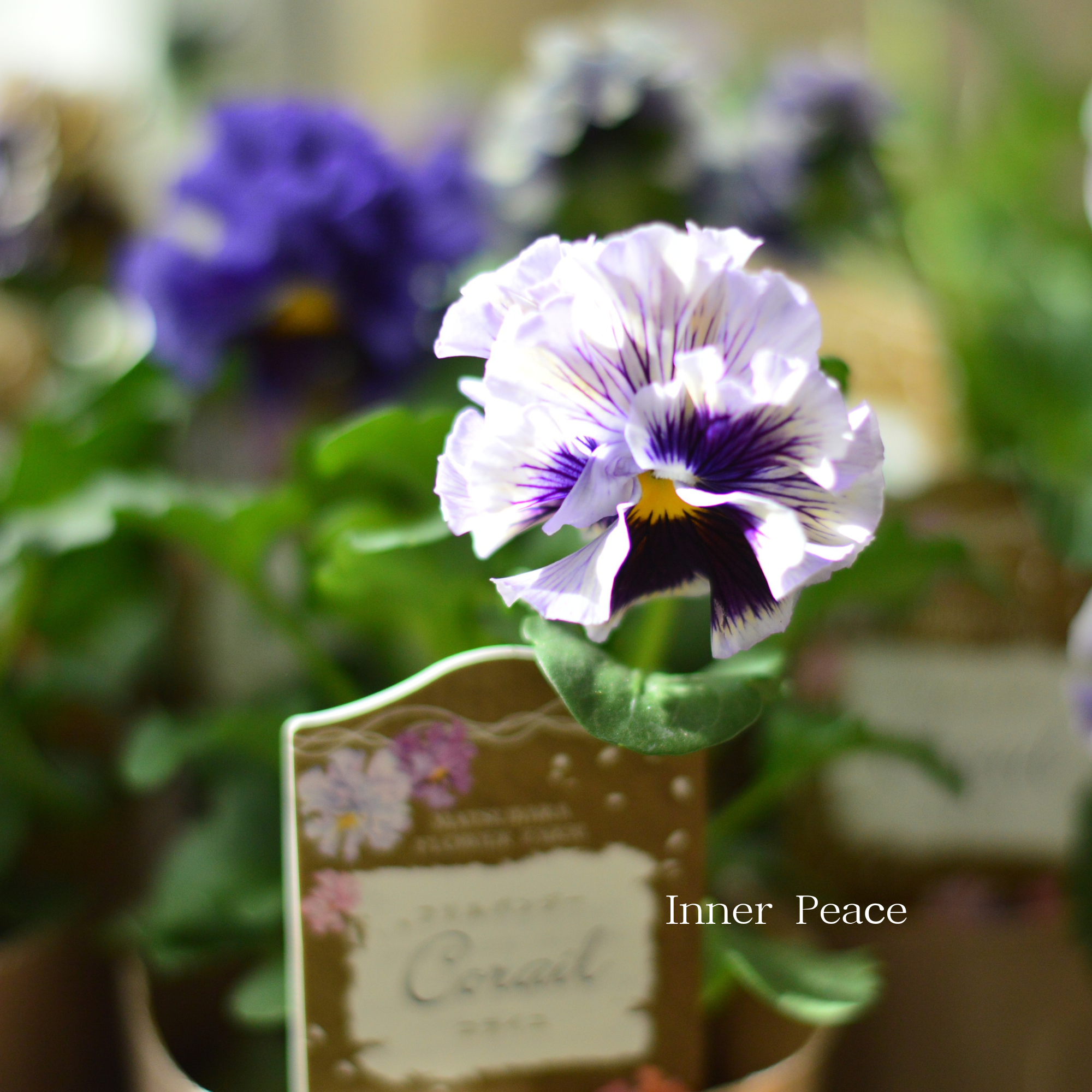 【素敵】 パンジー　『コライユ・ブルー系』　　3寸ロングPOT