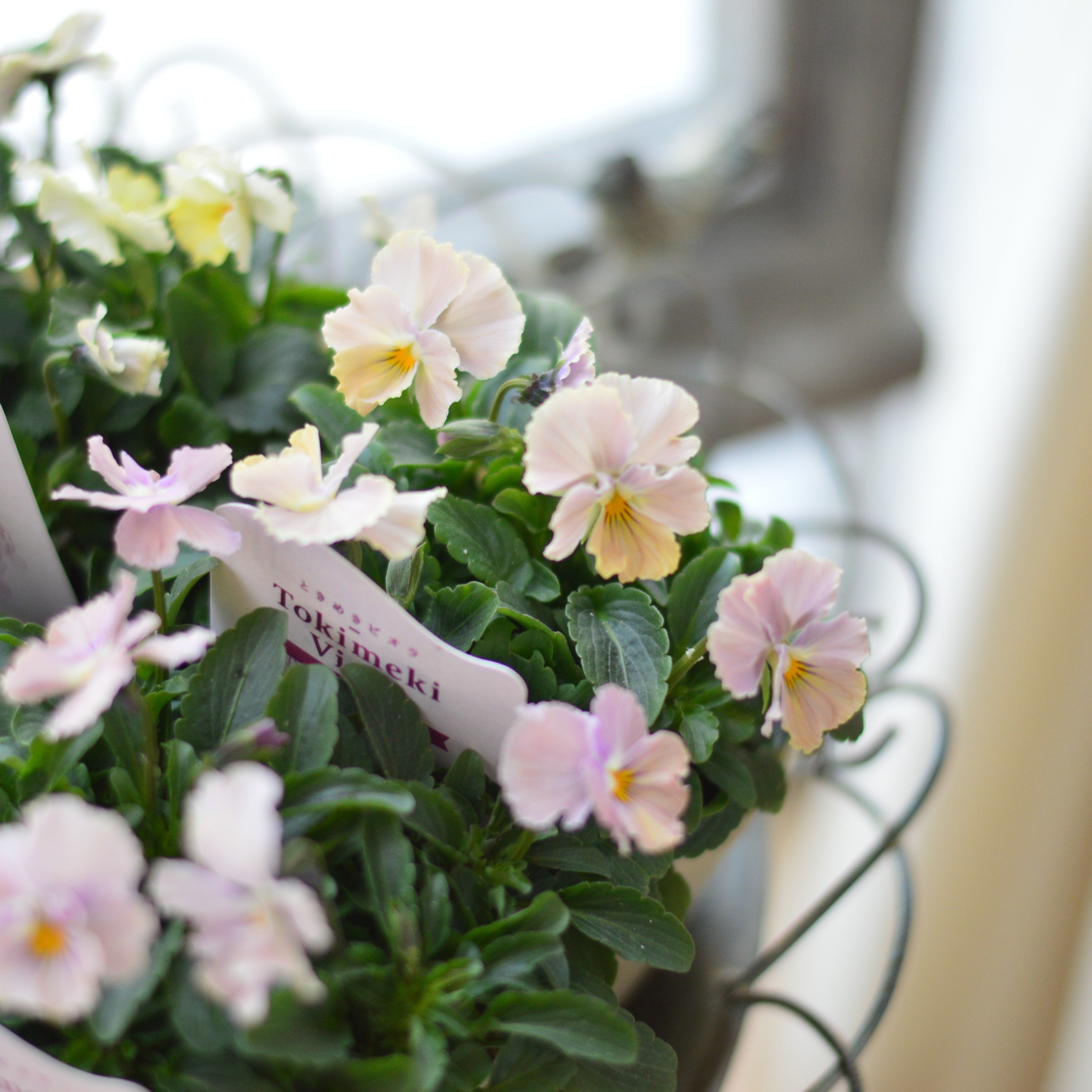 【奥田園芸さん】 ときめきビオラ　『ビリビリ』　3.5寸POT