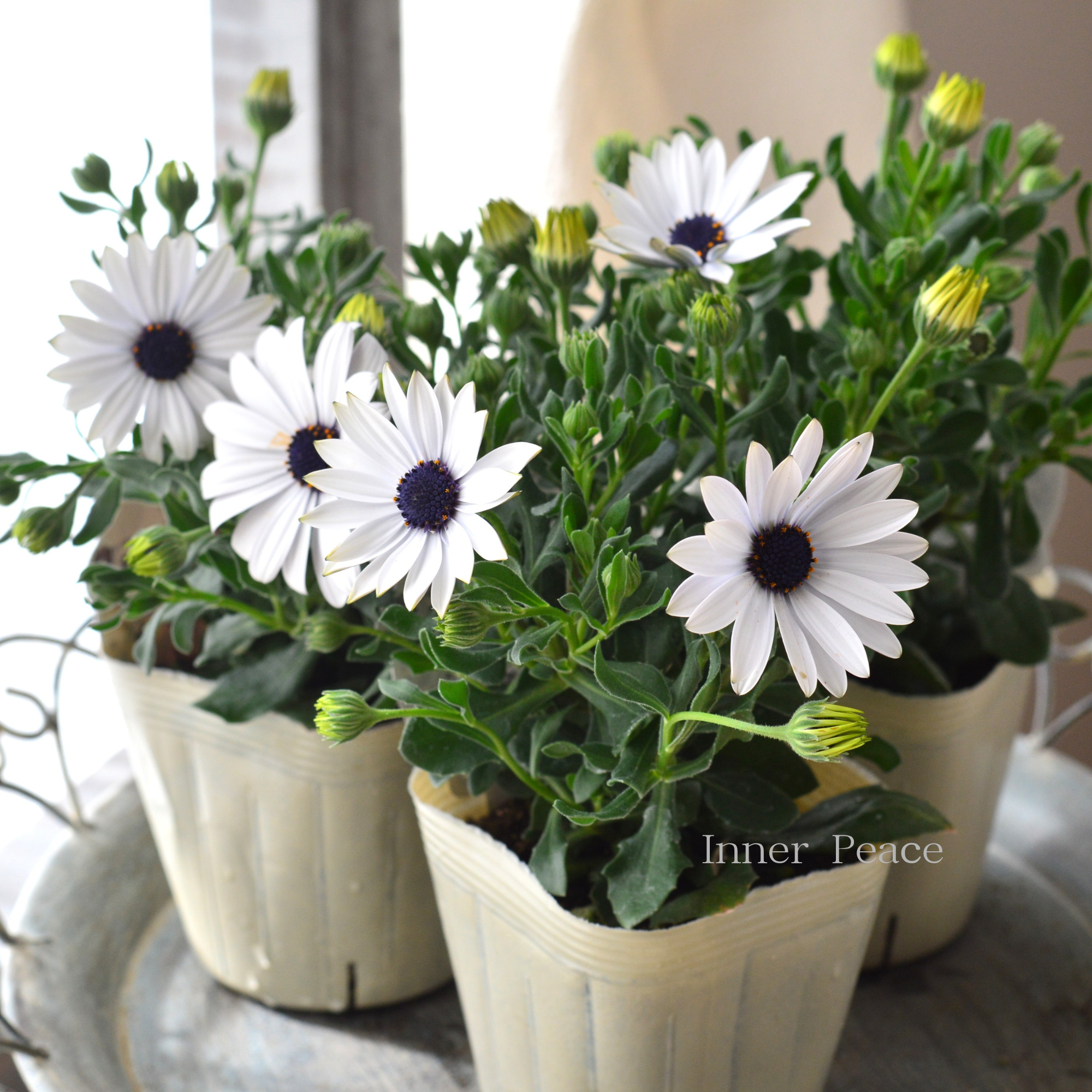 【八重咲き】 オステオスペルマム　『マルガリータ・ホワイト』   3.5寸POT