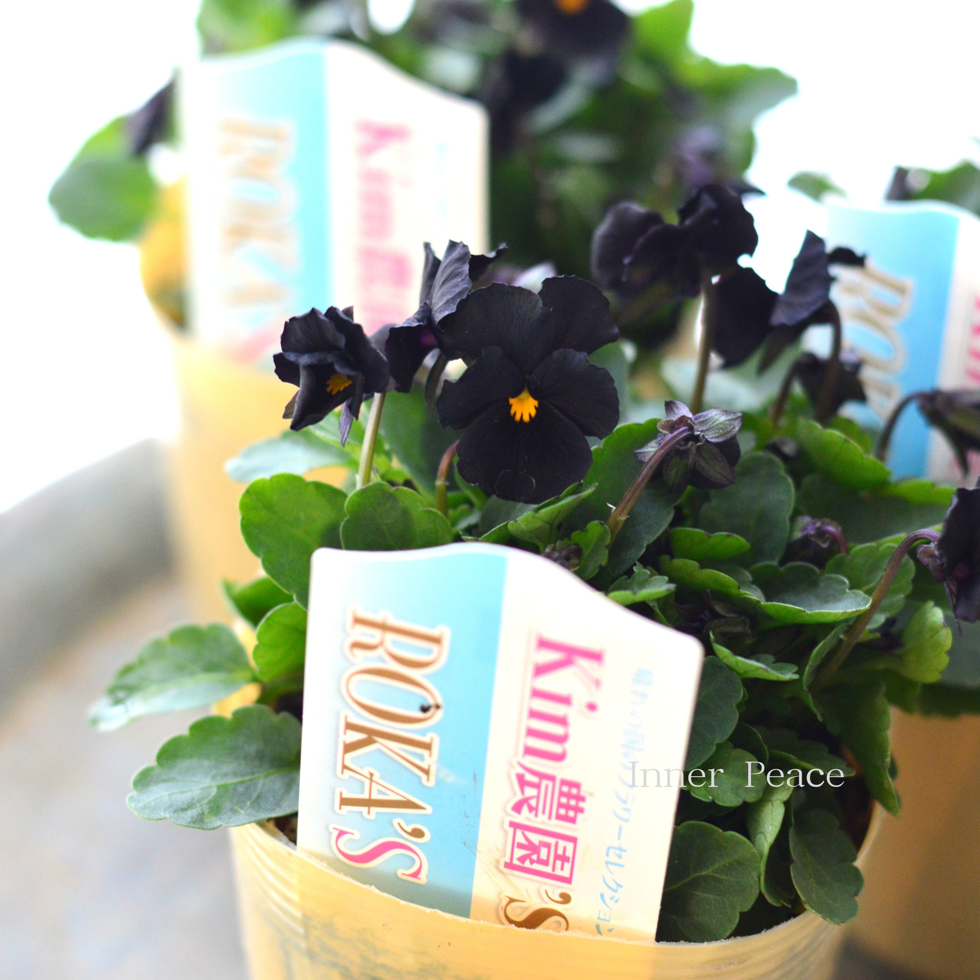 【Kim農園さん】 ビオラ　『ブラック』　　3.5寸POT