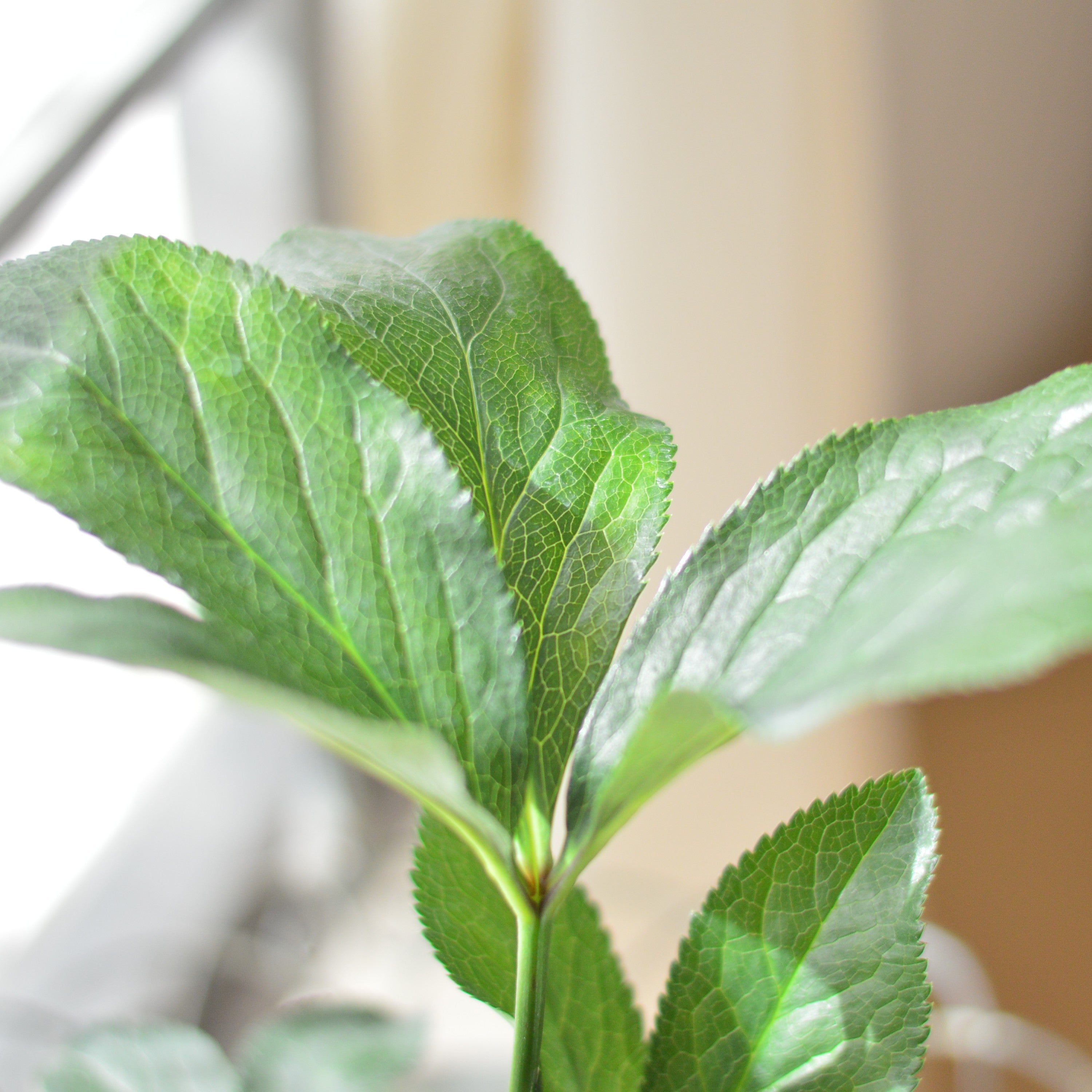 杉光園芸さん】 クリスマスローズ 『ダブル・糸ピコティ』 4寸POT