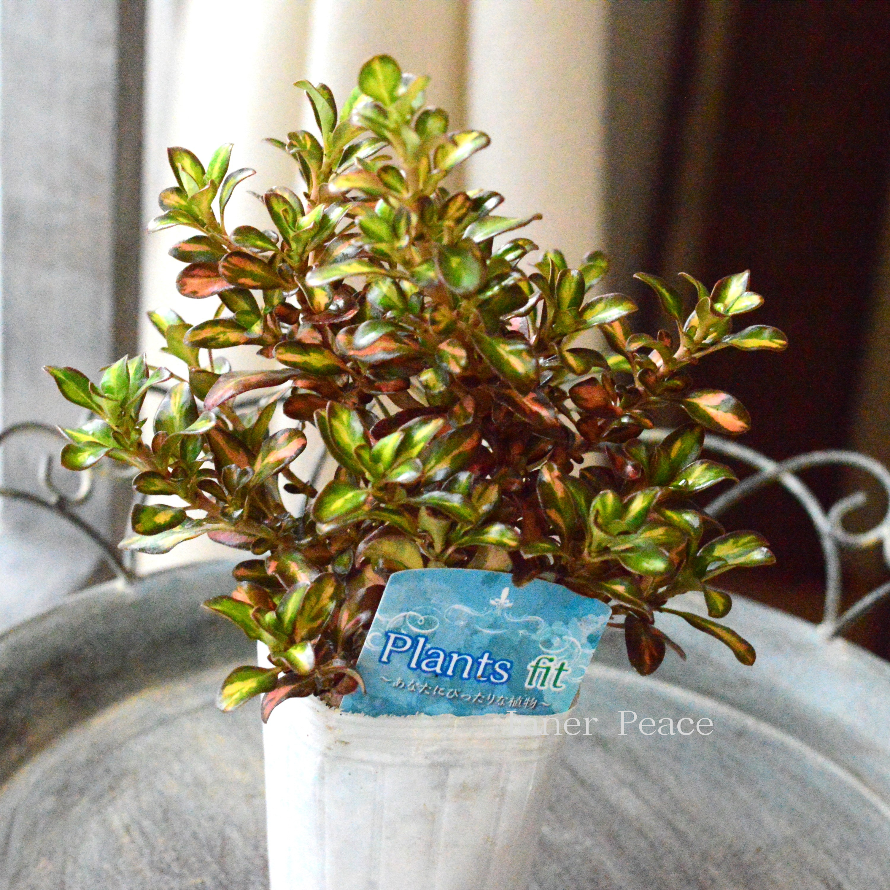 【寄せ植えに】 コプロスマ　『レペンス』　2.5寸POT