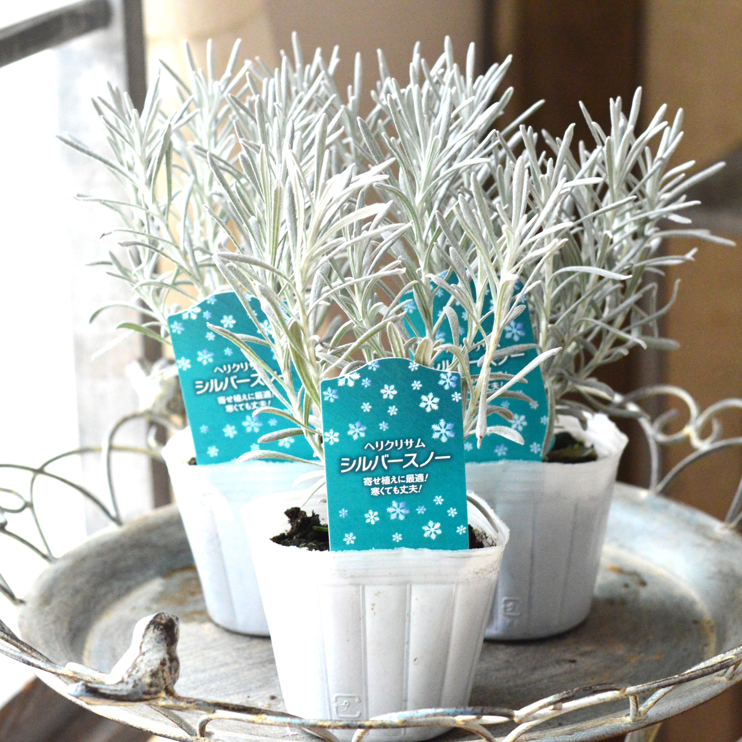 ヴェネチアン 花入 美品 Premium violas are now available! A must-have flower for autumn