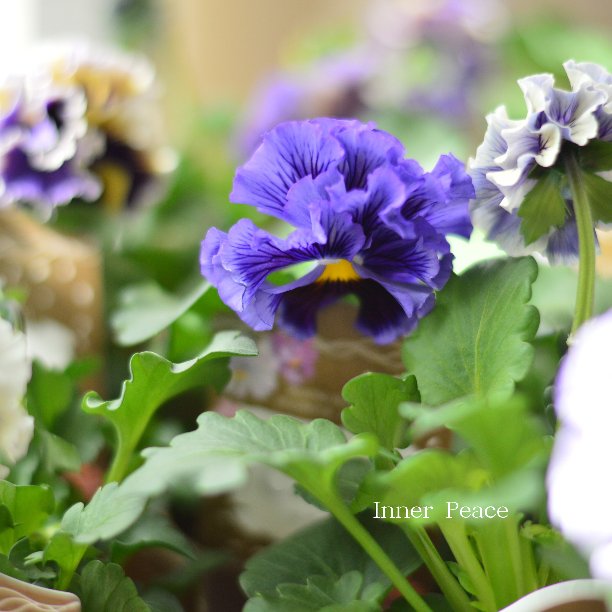 【素敵】 パンジー　『コライユ・ブルー系』　　3寸ロングPOT