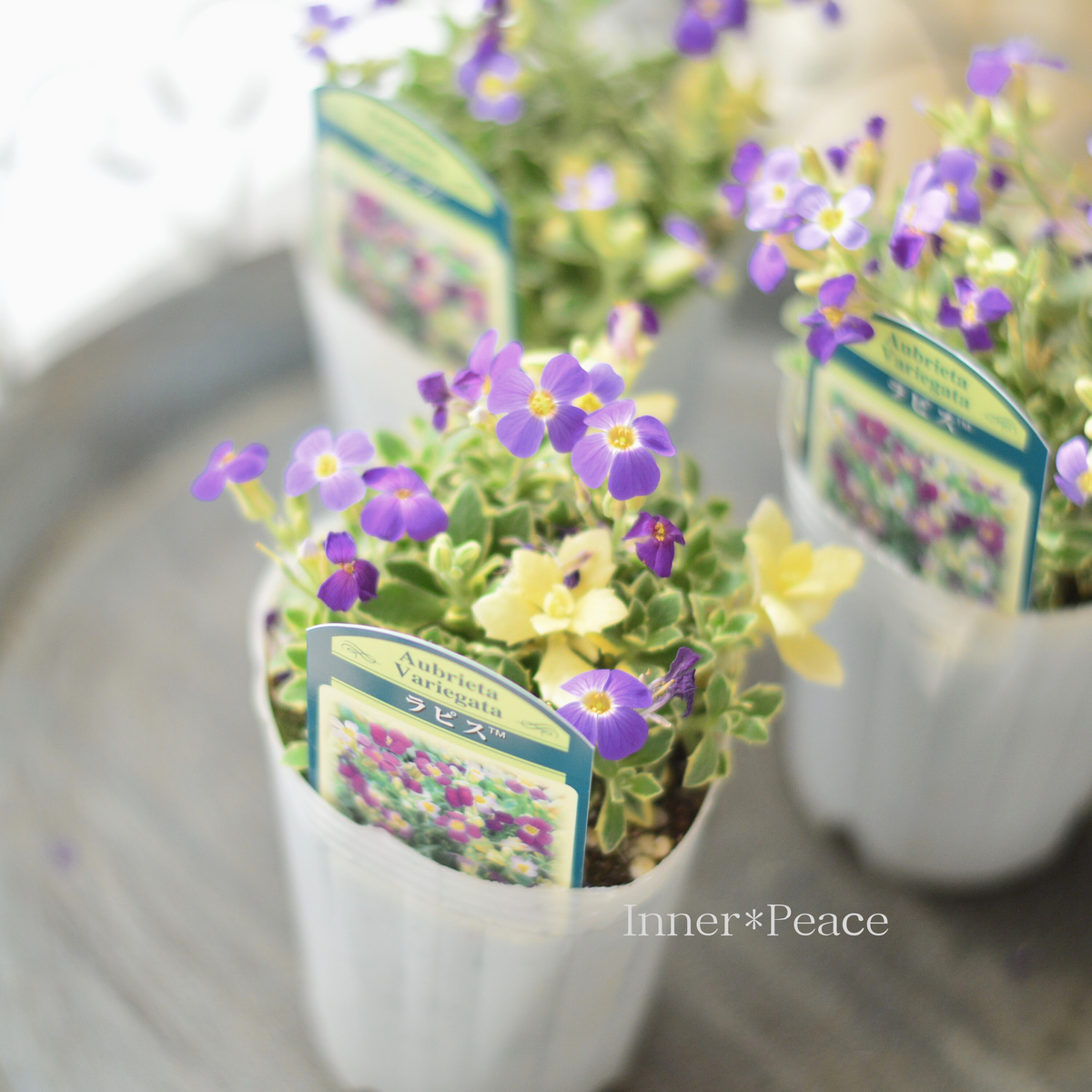 オーブリエチア　バリエガータ　斑入り 斑入オーブリエチア バリエガータ 【花苗 3号ポット】｜ 【植物の