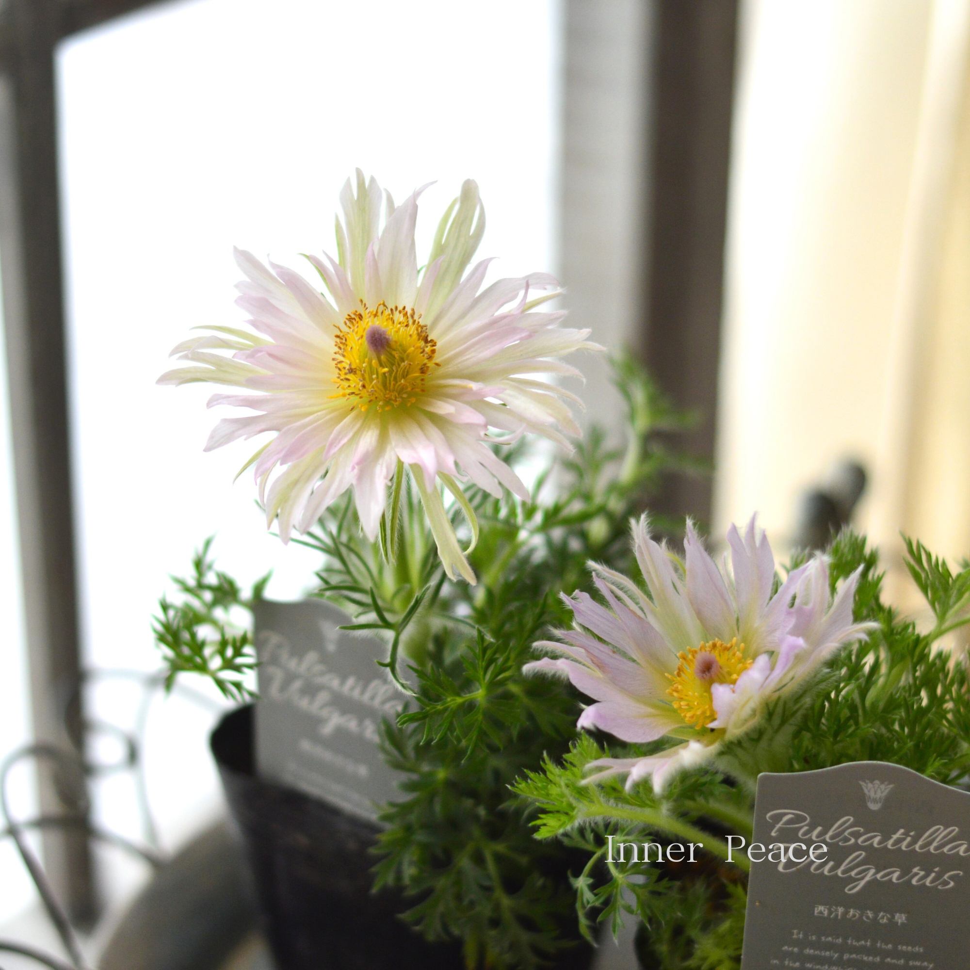 【希少】 八重咲き　西洋オキナグサ 『プルサティラ ブルガリス・ライトピンク』　3.5寸POT