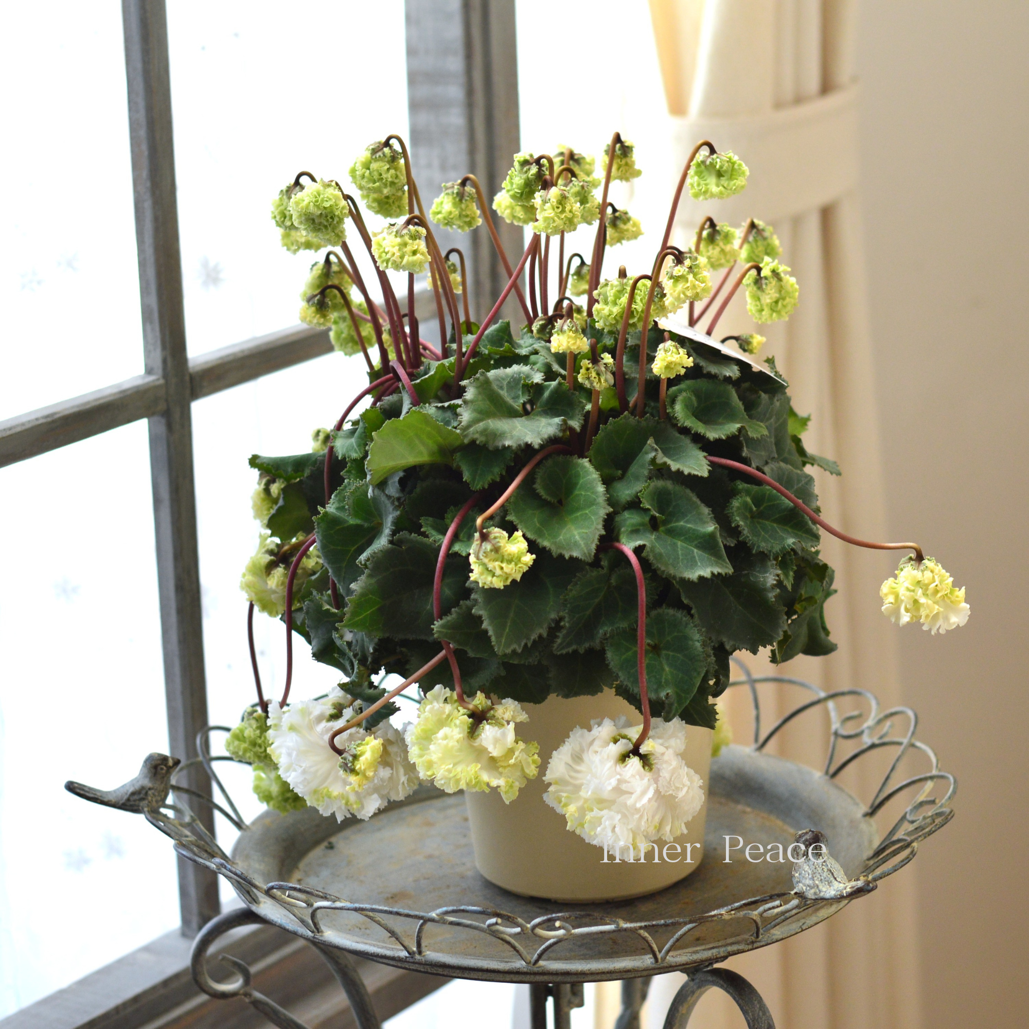 【見上げて楽しむ】 シクラメン 『FLOW～er～フローエル・ホワイト』　　５号鉢