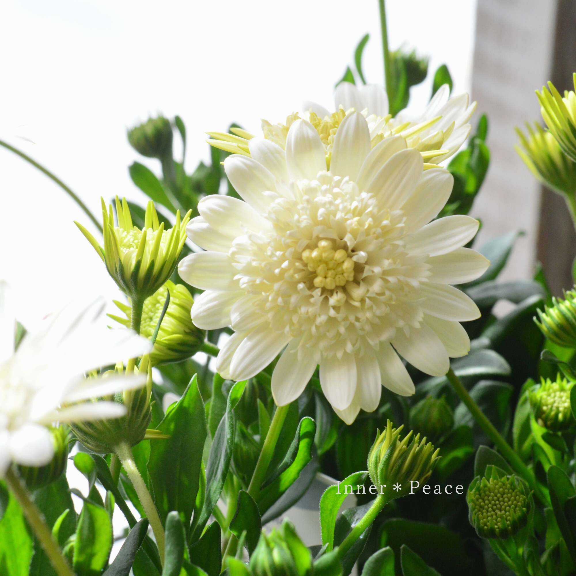 【ゲブラさん】  オステオスペルマム　『オデットブラン』  3.5寸POT