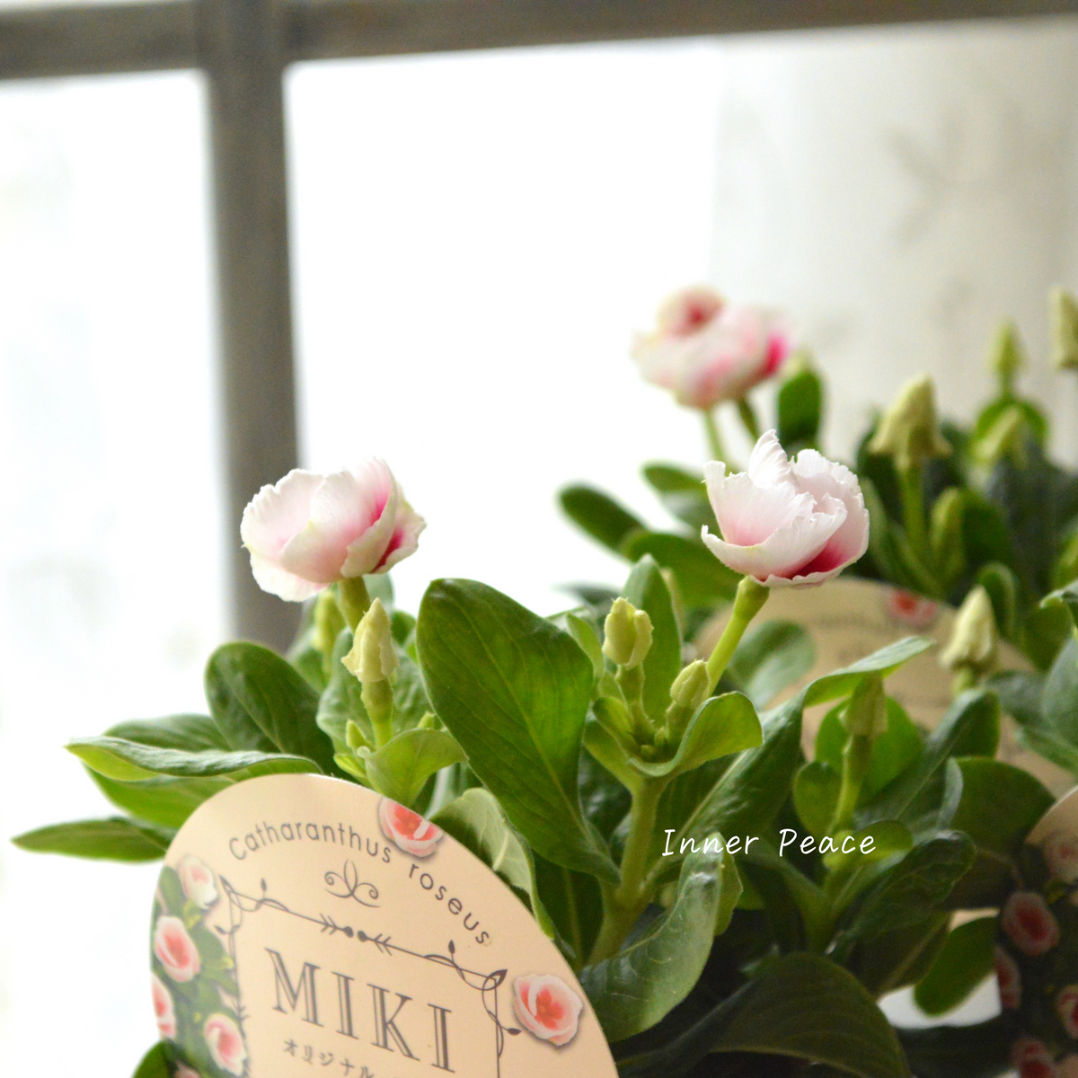 カップ咲き】 ニチニチソウ 『MIKI』 3寸POT