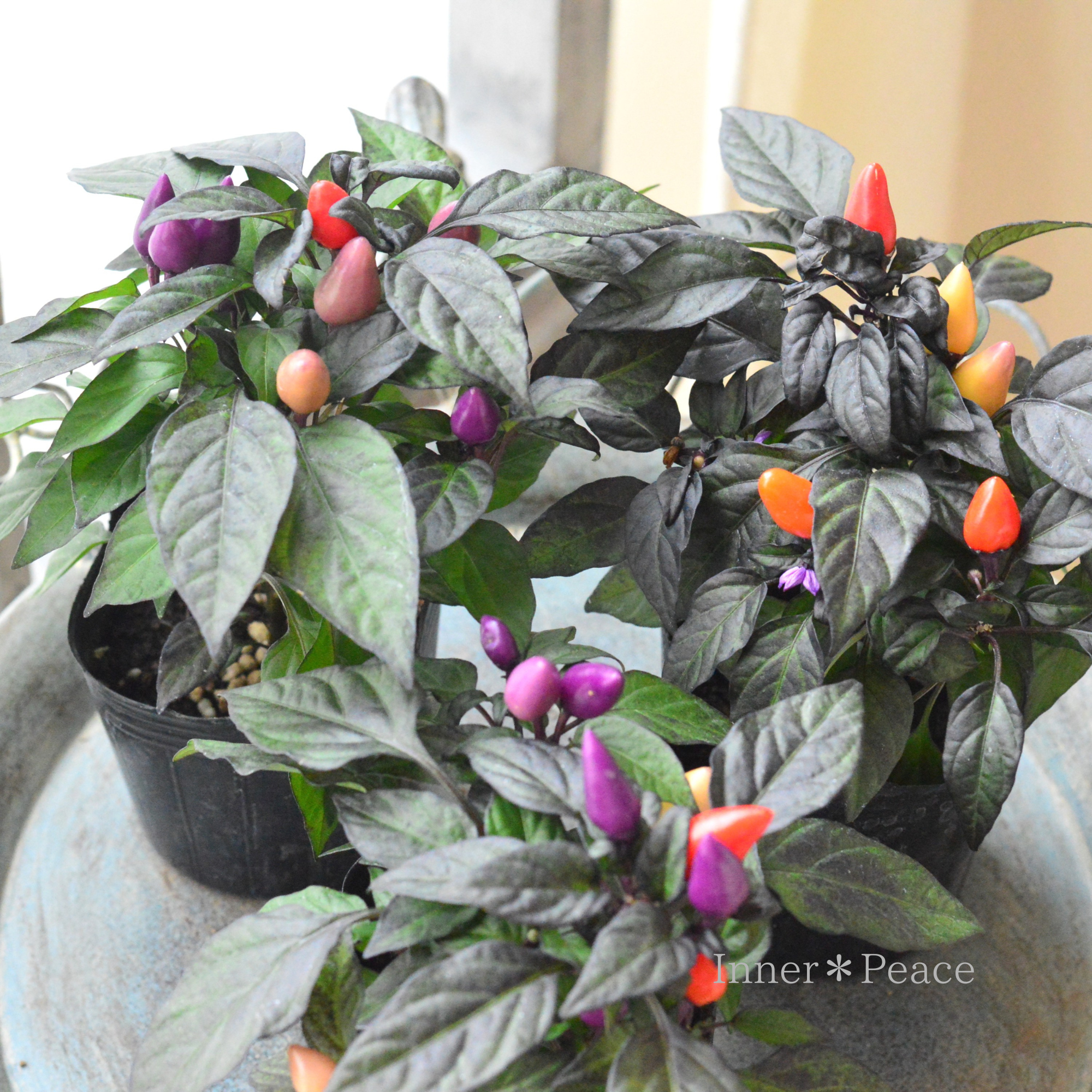 【暑さに強い】 ゴシキトウガラシ　『クバーナ』　　3寸POT