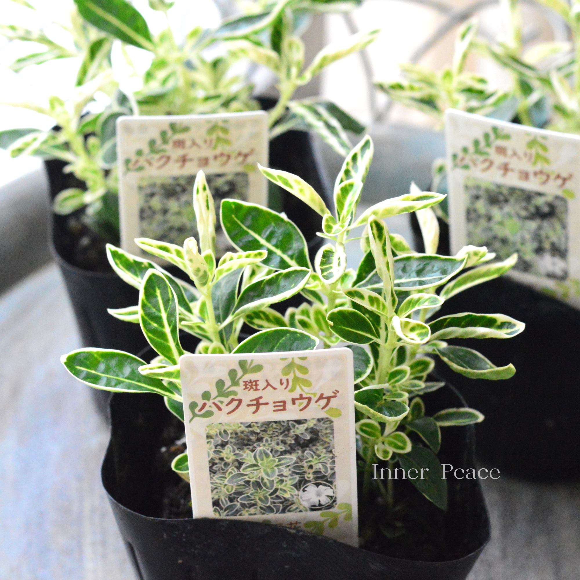 【寄せ植えに】　斑入りハクチョウゲ　　3寸POT