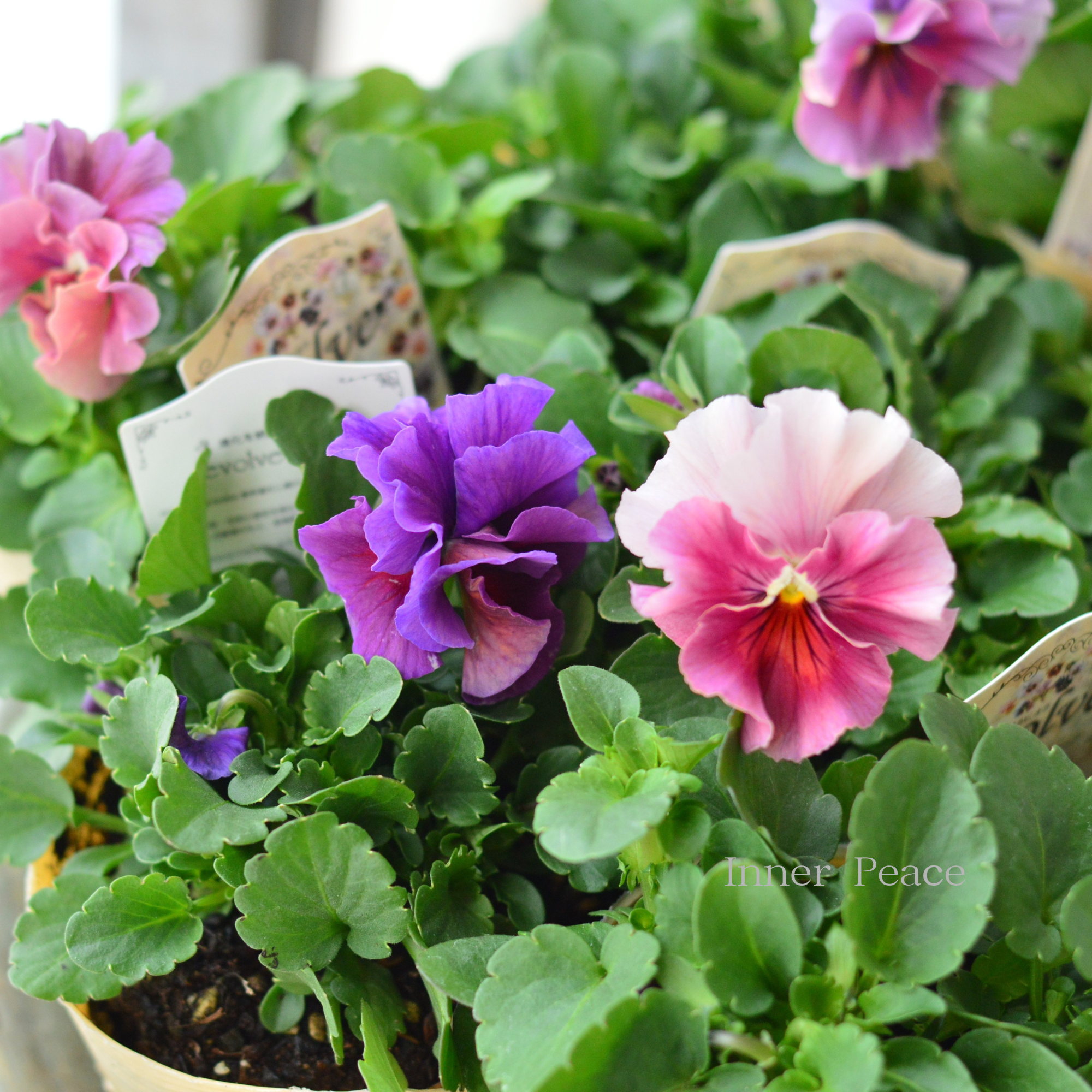 【美しい】  ビオラ　『evolve　～エボルベ～』　3.5寸POT