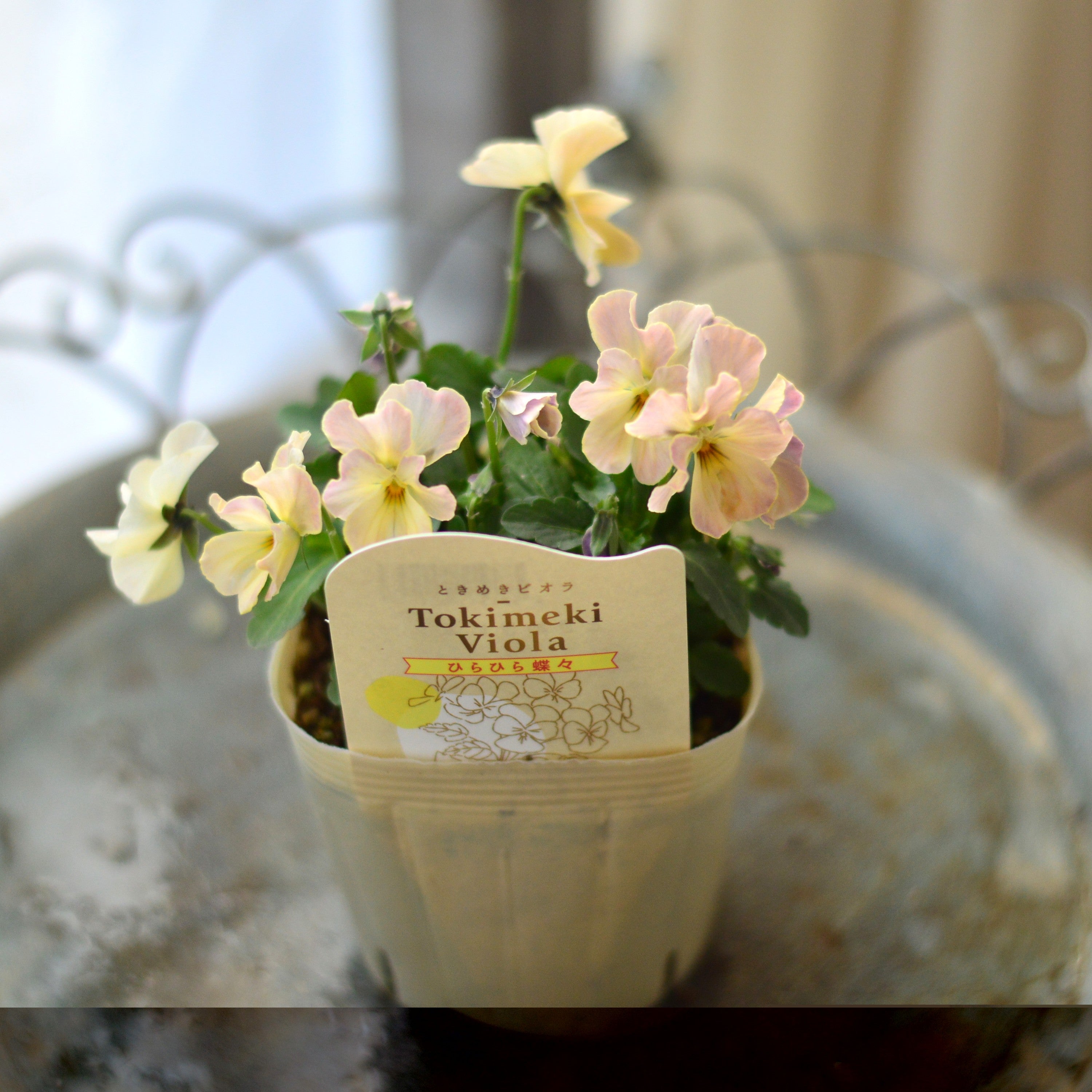 【奥田園芸さん】 ときめきビオラ　『ひらひら蝶々』　3.5寸POT