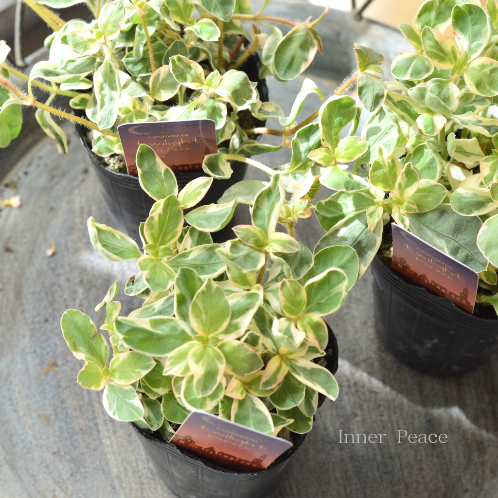 リシマキアトワイライト他 おまとめ6品種 カラーリーフ】 リシマキア 『トワイライト』 2.5～3寸POT