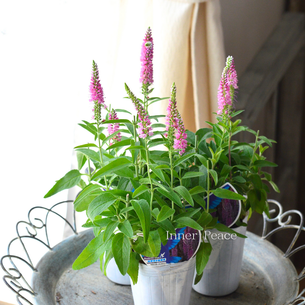 8f00e8dcc8bed2e54d6b2a544b4aae