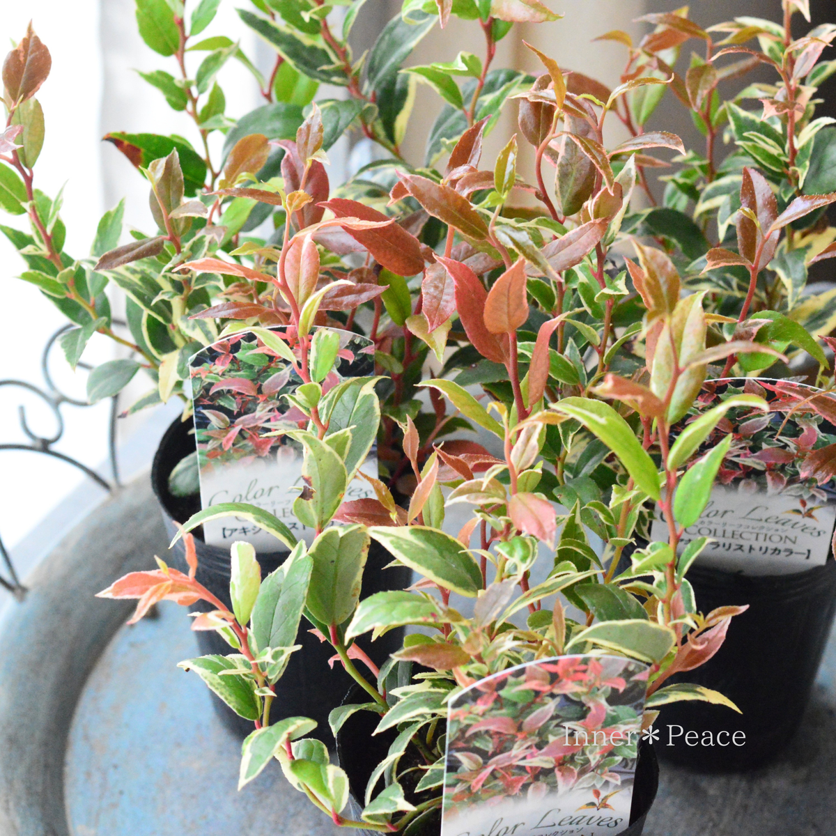 【寄せ植えに】 アキシラリス（ルコテー）・トリカラー　　2.5寸ロングPOT