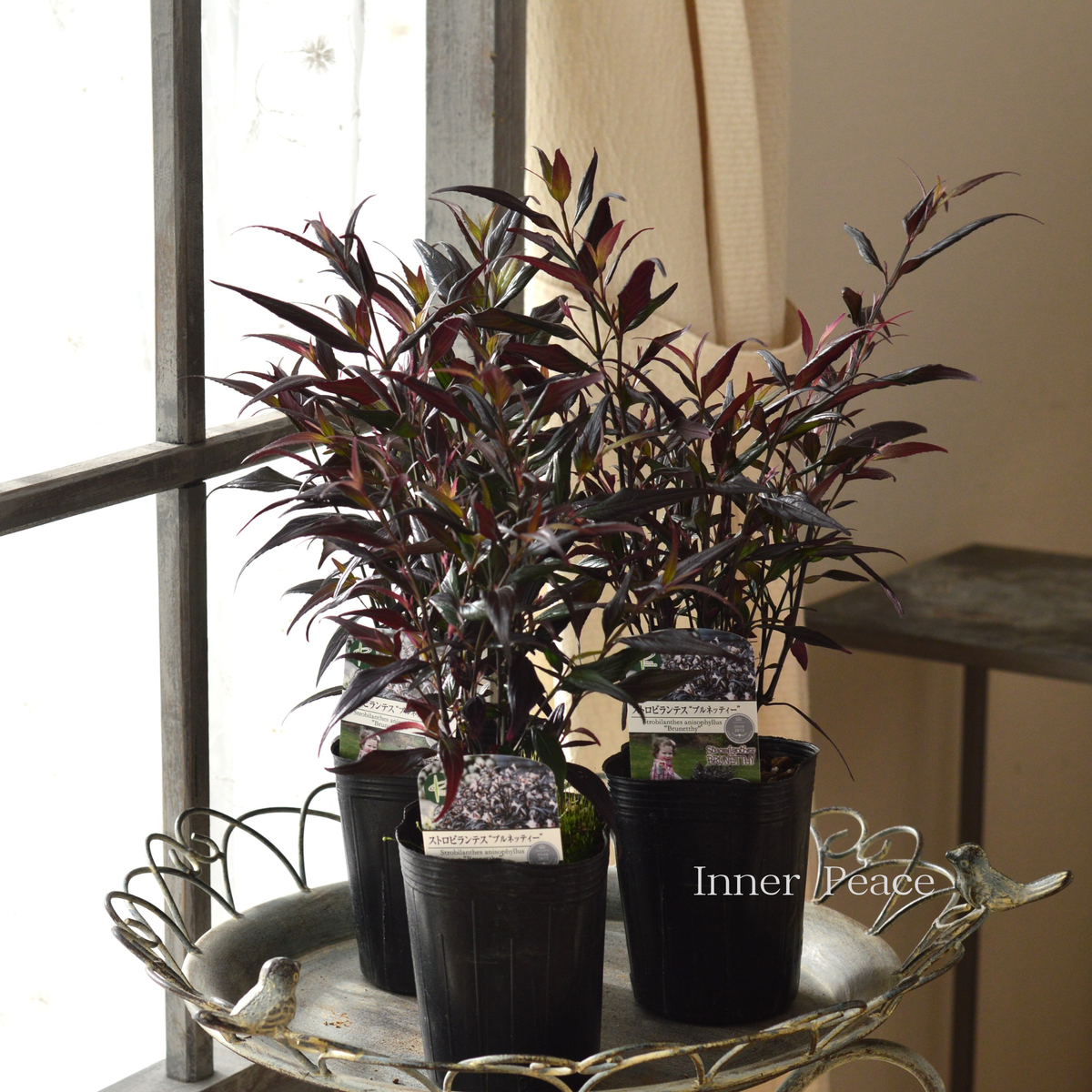 ストロビランテス　ブルネッティー　10号ロング ストロビランテス ブルネッティーの特徴・実用例・通販 – Seeding