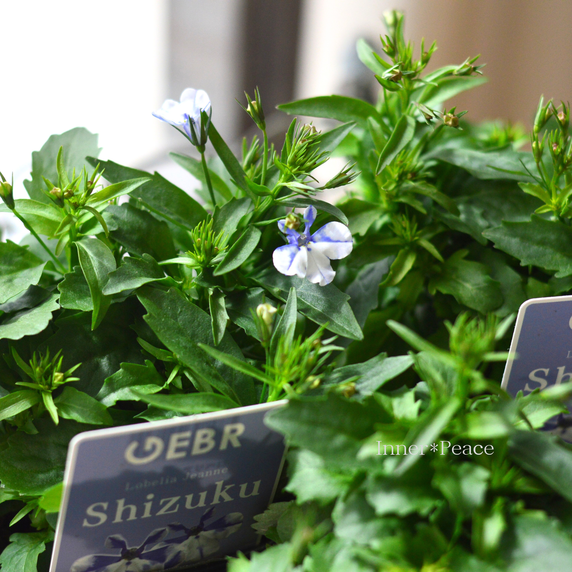 【ゲブラさん】 ロベリア 『シズク』　3.5寸POT