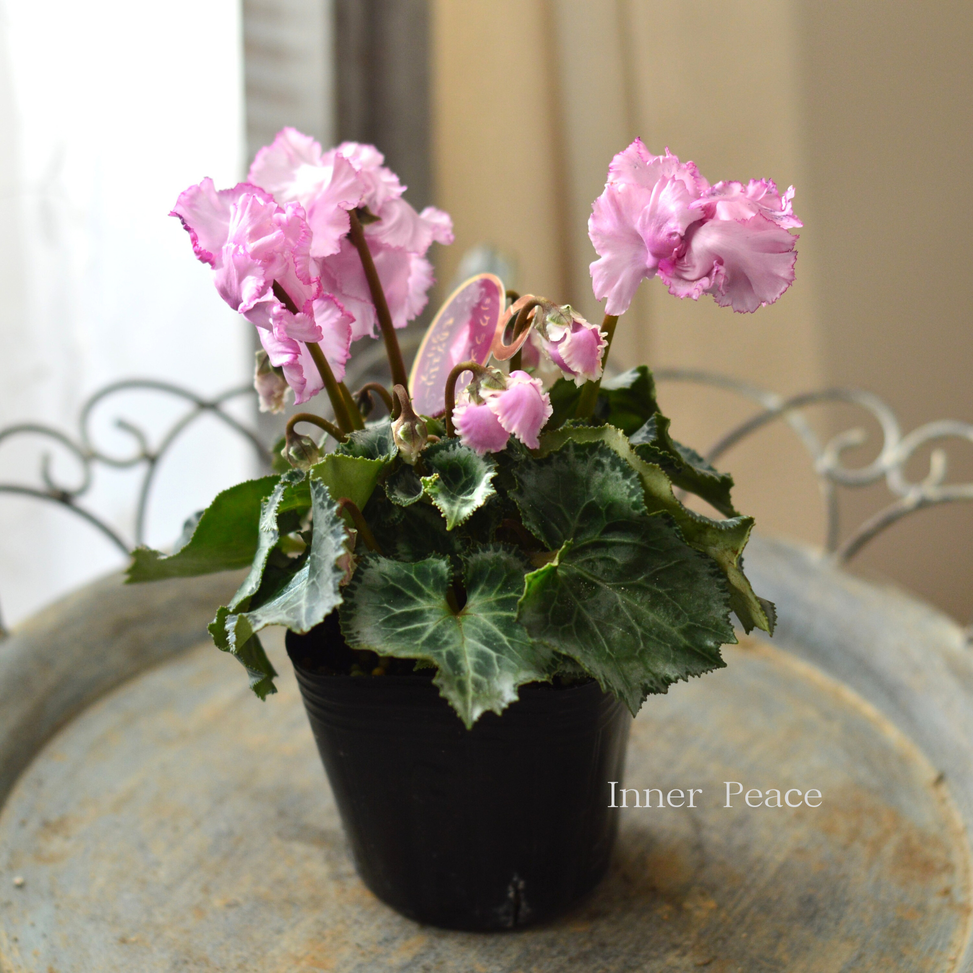 【麻野間園芸さん】 ミニシクラメン　『モカジュエリー・Cタイプ』　 3寸POT