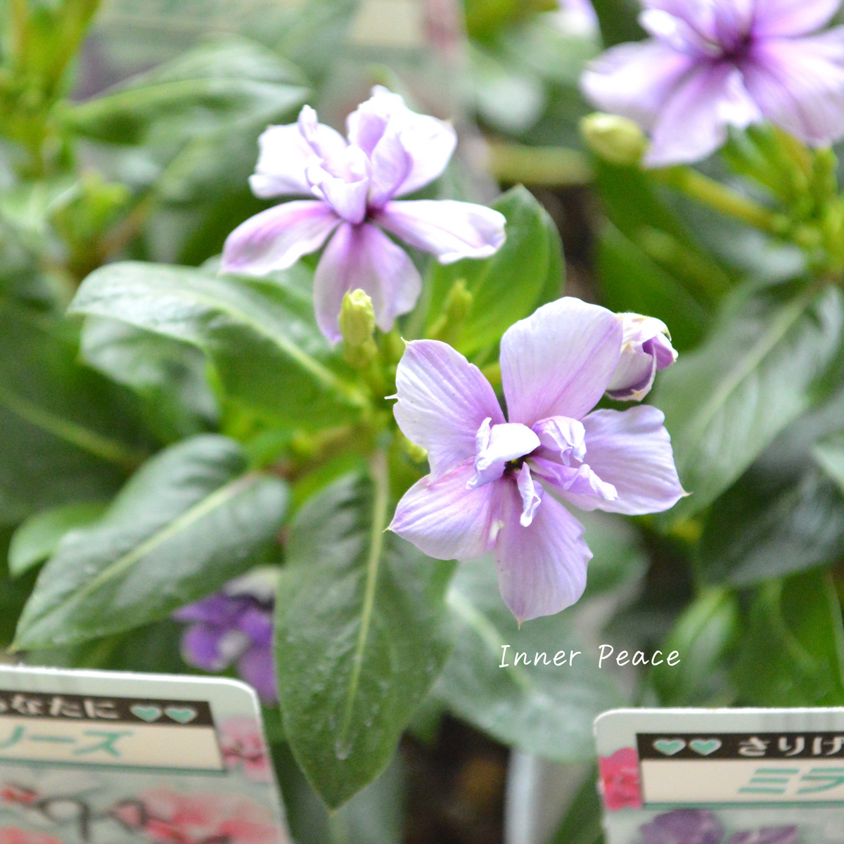 8fad43b2720881e01e30fb6f505e6d