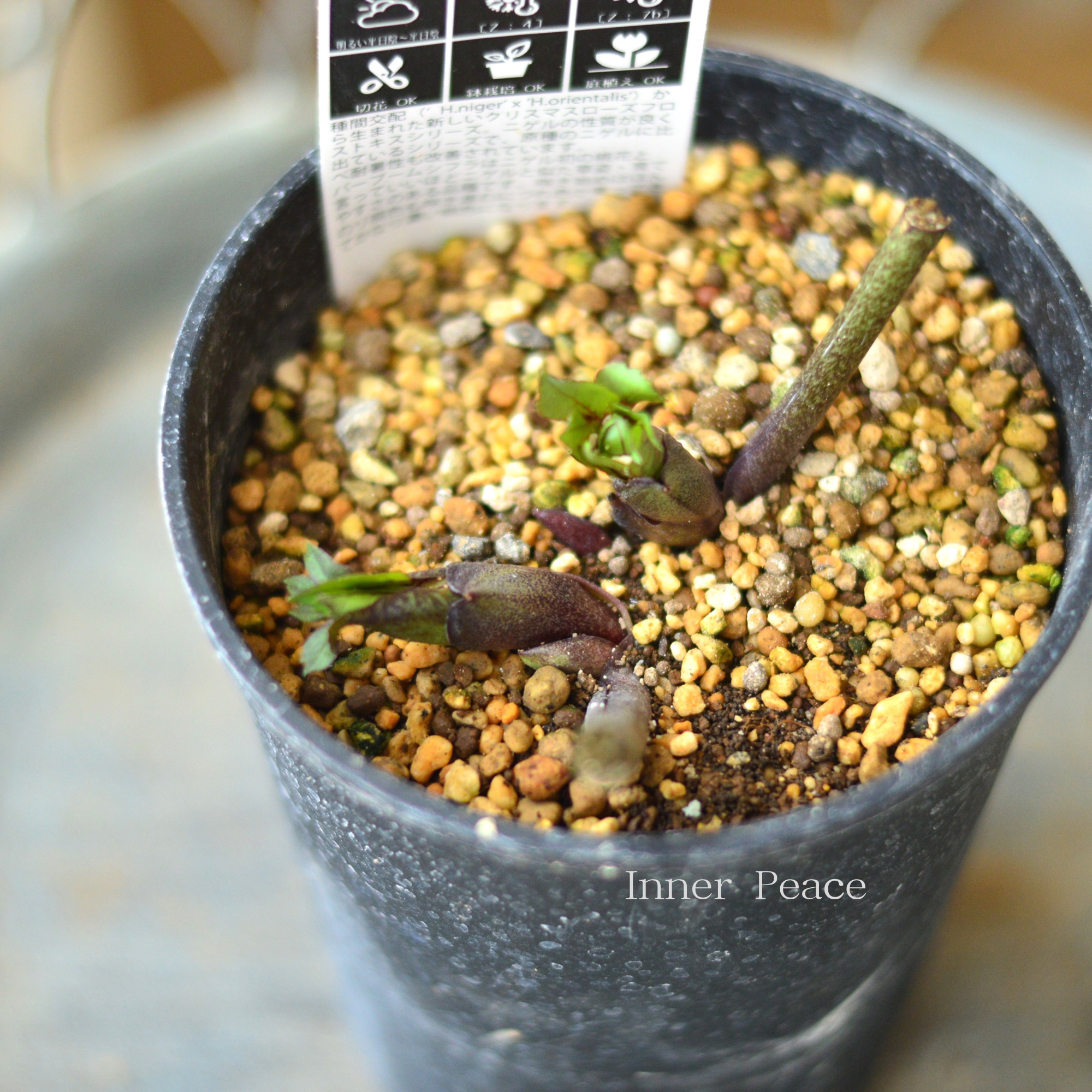 【希少】  クリスマスローズ 『バーブームシフラ』　　4寸鉢