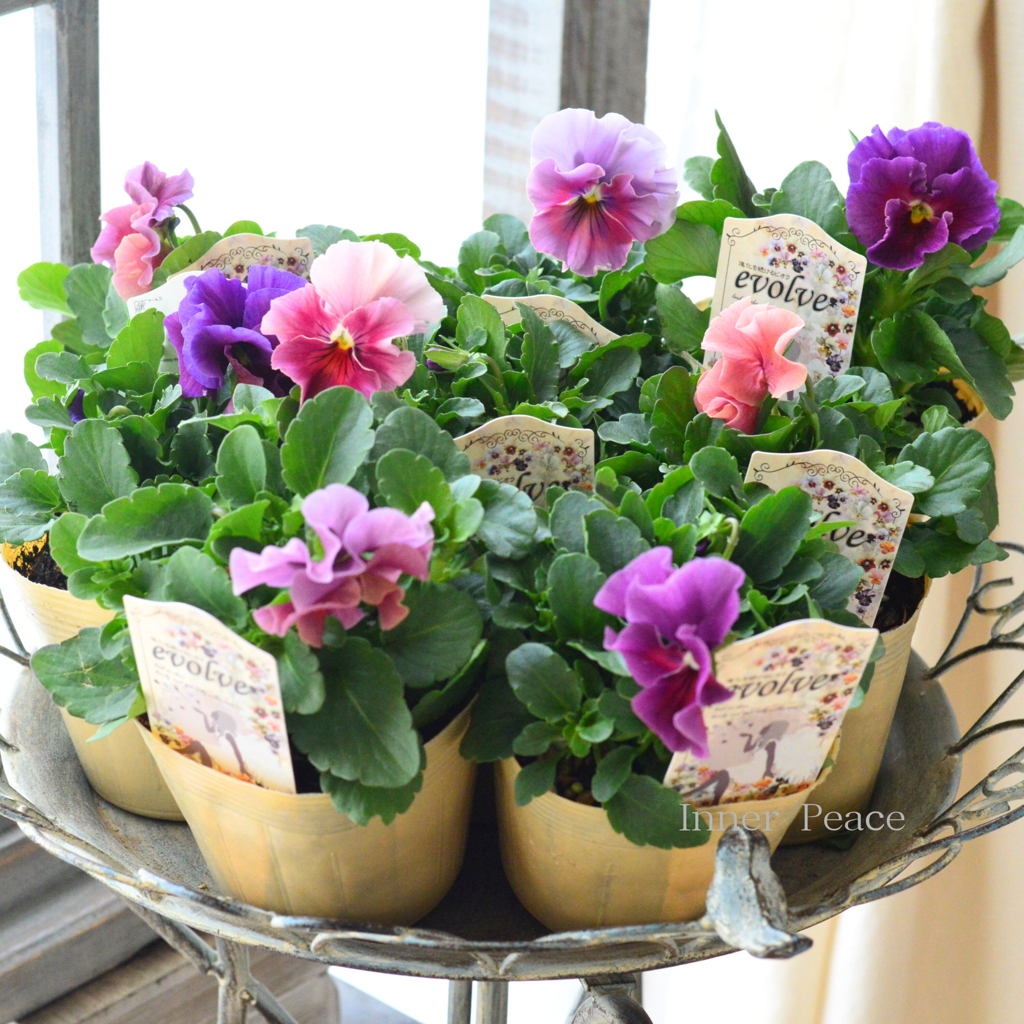 【美しい】  ビオラ　『evolve　～エボルベ～』　3.5寸POT