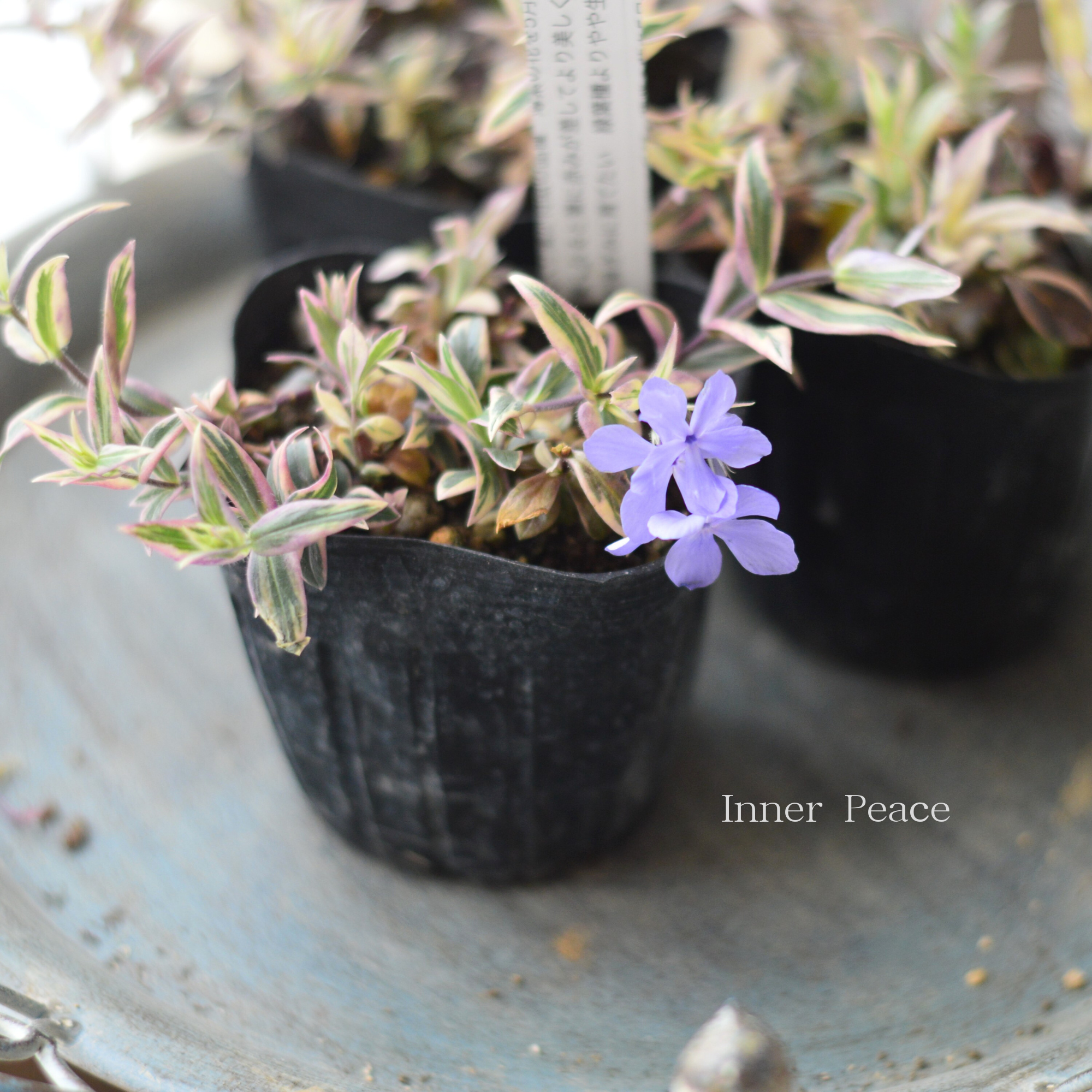 【宿根草】 斑入りフロックス 『モントローザトリカラー』　　3寸POT