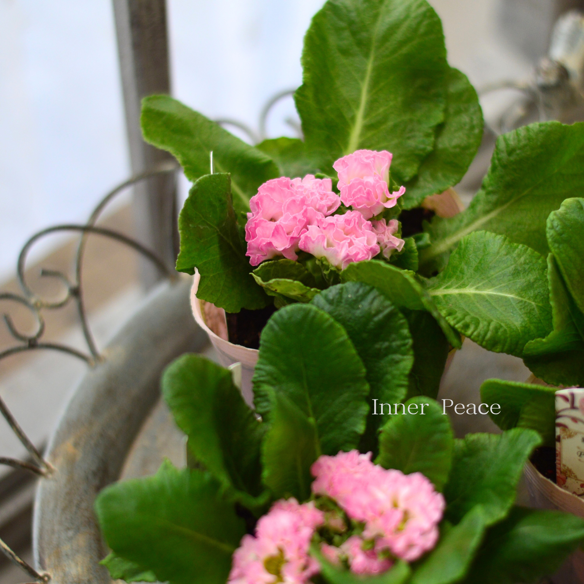 【美しい】 プリムラ・ジュリアン　『ロゼア　ピンク』   3.5寸POT