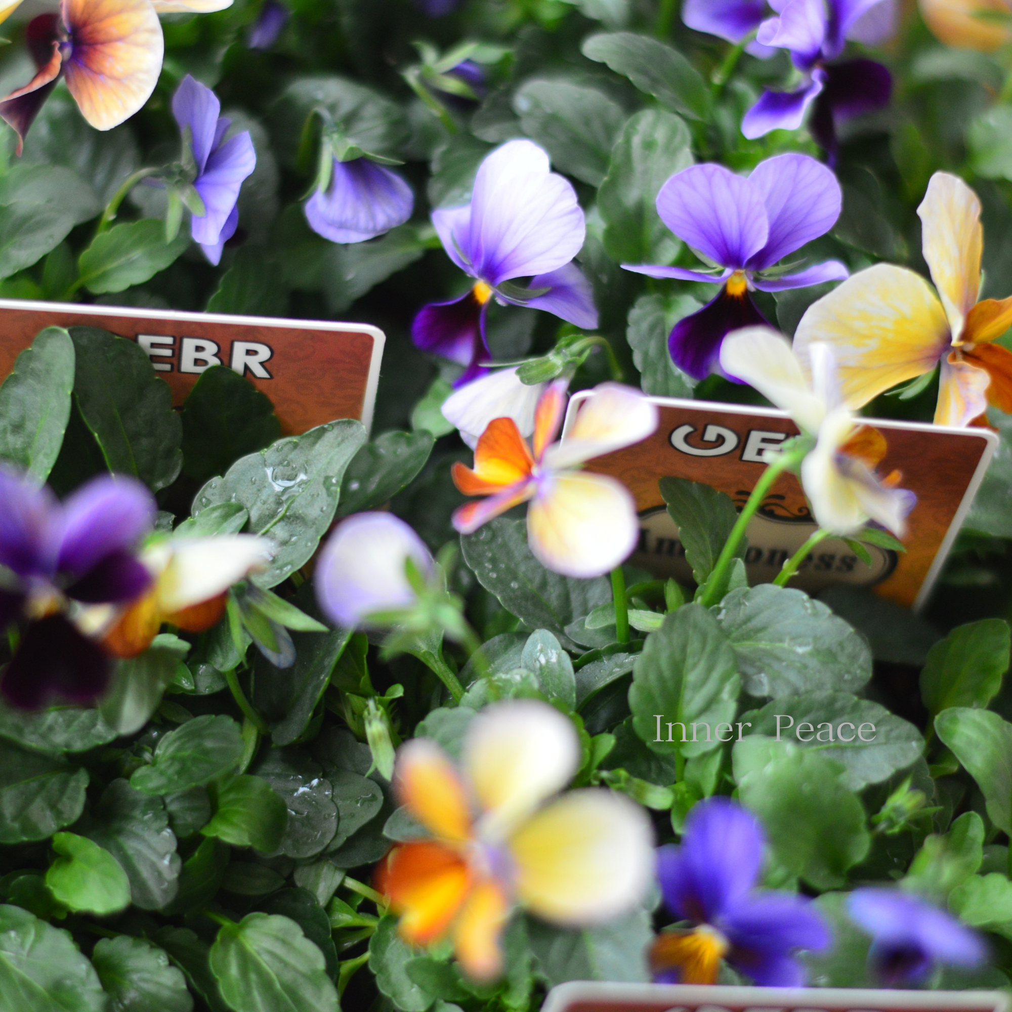 【ゲブラさん】 ビオラ　『アマゾネス』　3.5寸POT