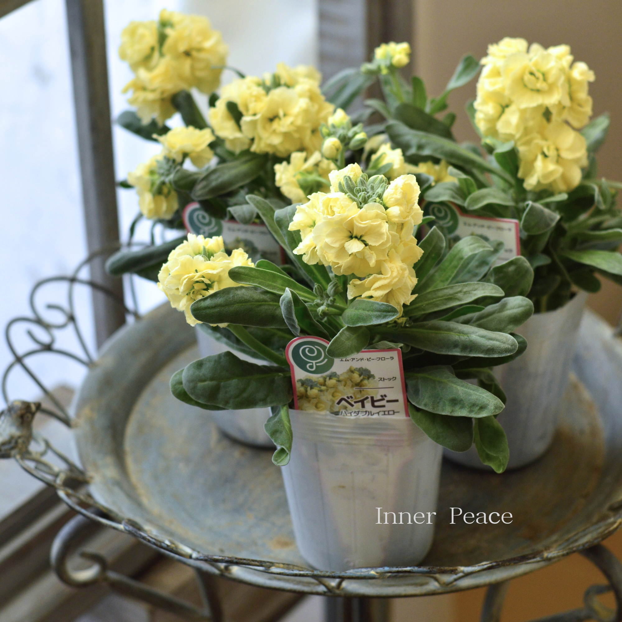 【八重咲き】 ストック ベイビー　『ハイダブルイエロー』　　3寸ロングPOT